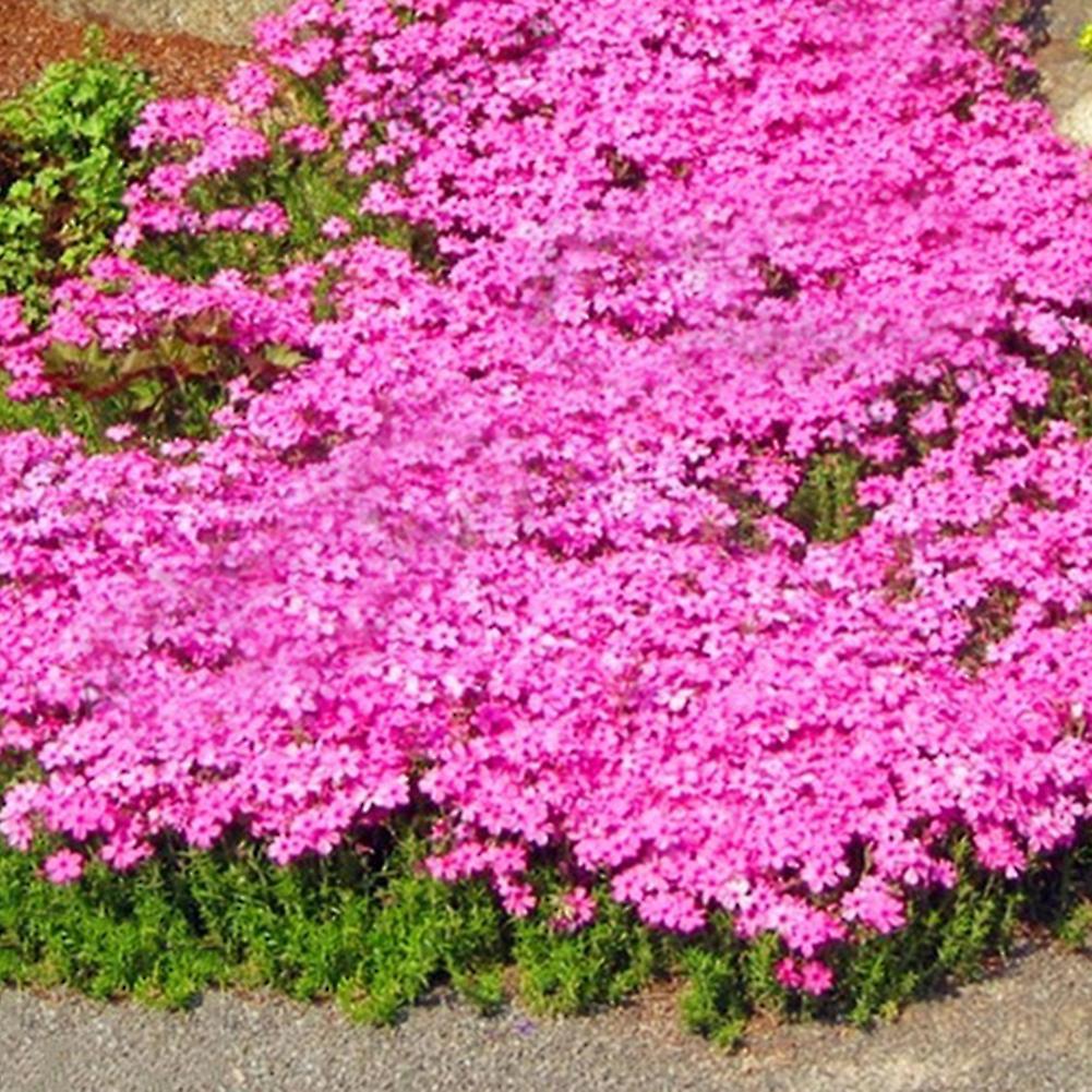 SIJIALI 300Pcs Garden Ground Cover Carpet Perennial Flower Plant Decor Rock Cress Seeds Pink