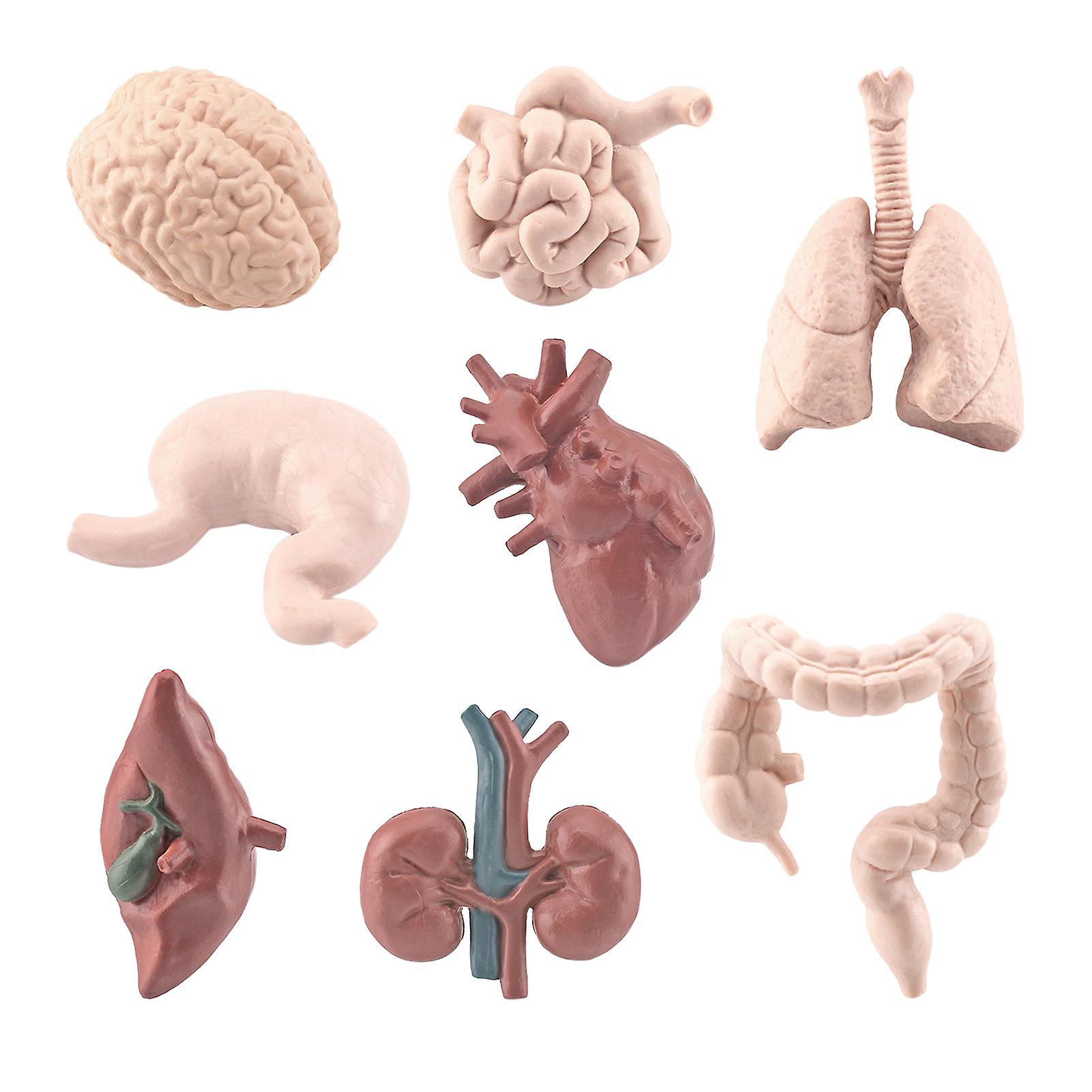 Naievear 8pcs/set Organ Model Toy Pvc Brain Lungs Small/large Intestine Stomach Solid Model Early Learning Educational Toy Simulation Heart Model Huma