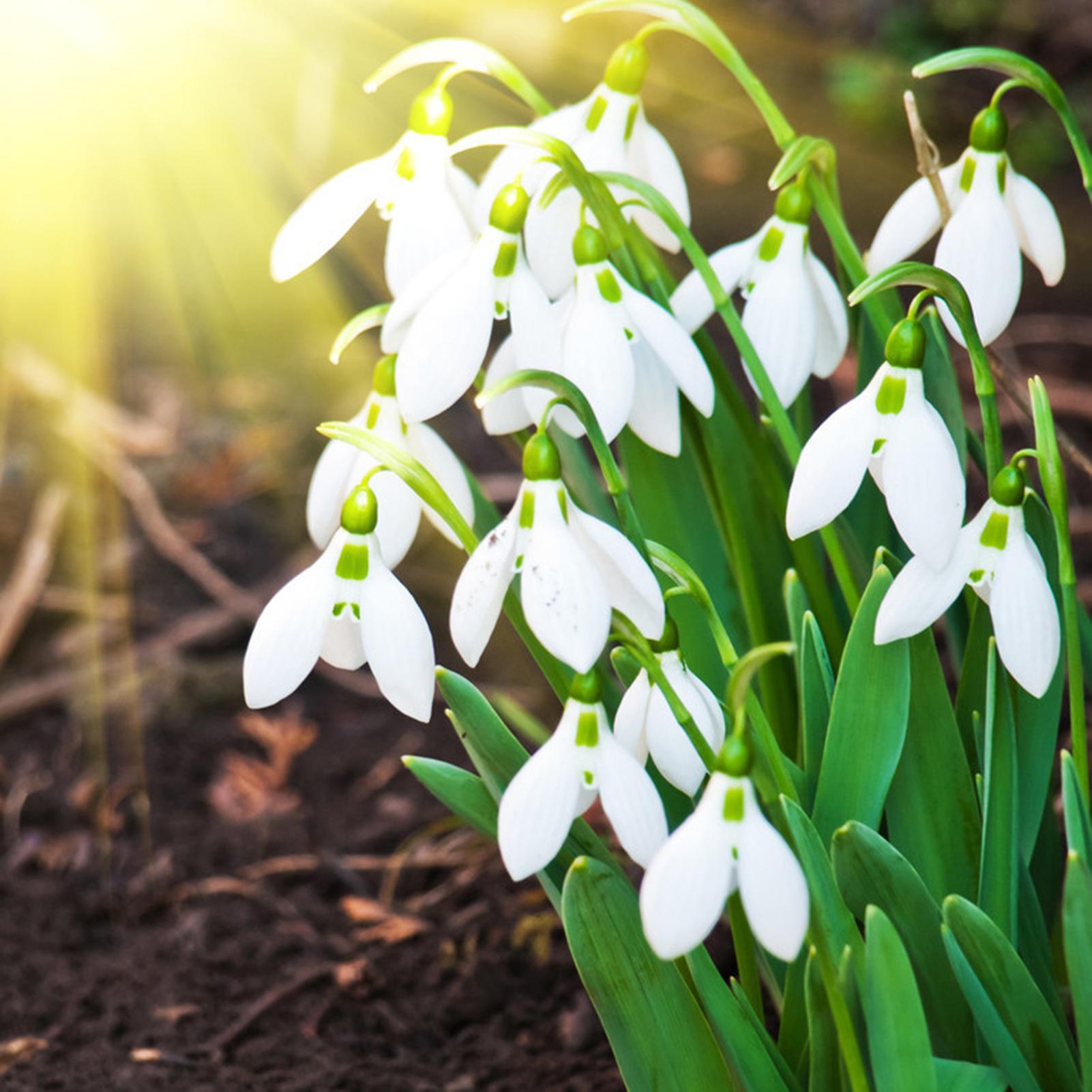 SIJIALI 200Pcs Snowdrop Galanthus Seeds Viable Quick Growth Perennial Well-adapted Fragrant Floral Bonsai Seedlings for Balcony Seed