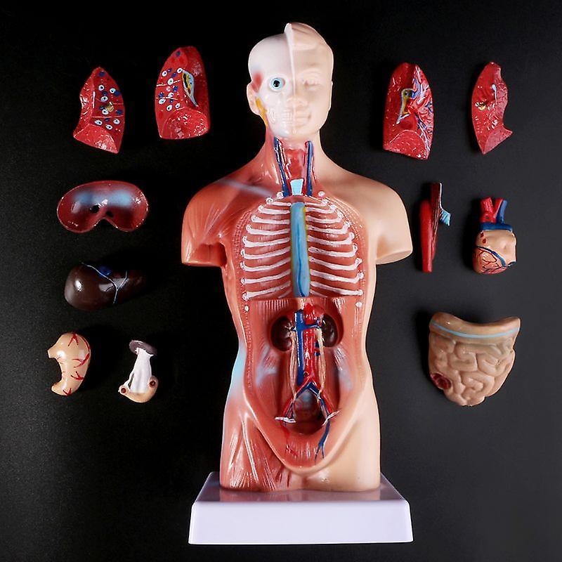 Scale Models Human Torso Body Model Anatomy Anatomical Medical Internal Organs For Teaching