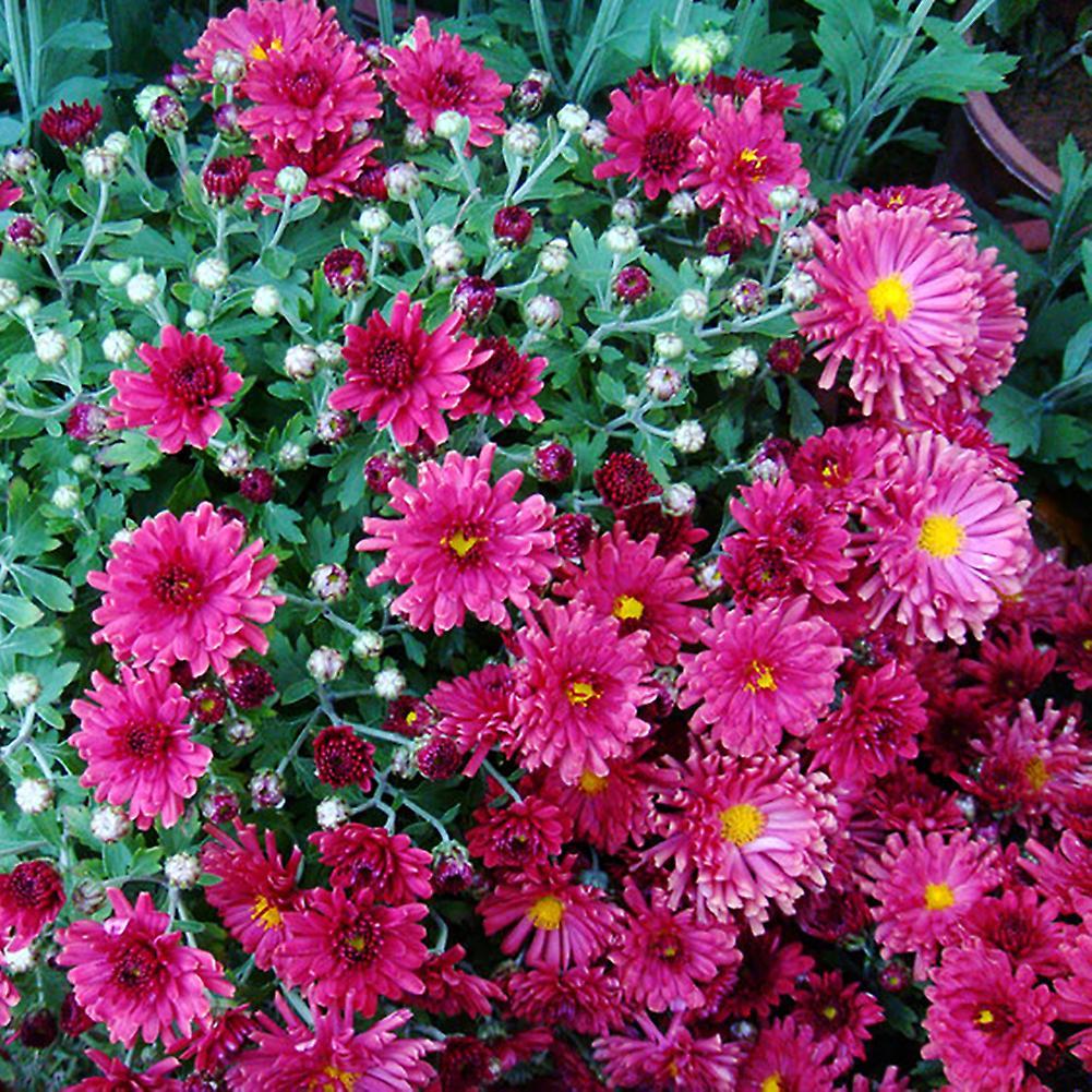 SIJIALI 100Pcs Ground-cover Chrysanthemum Seeds Home Garden Yard Flower Bonsai Decor Rose Red