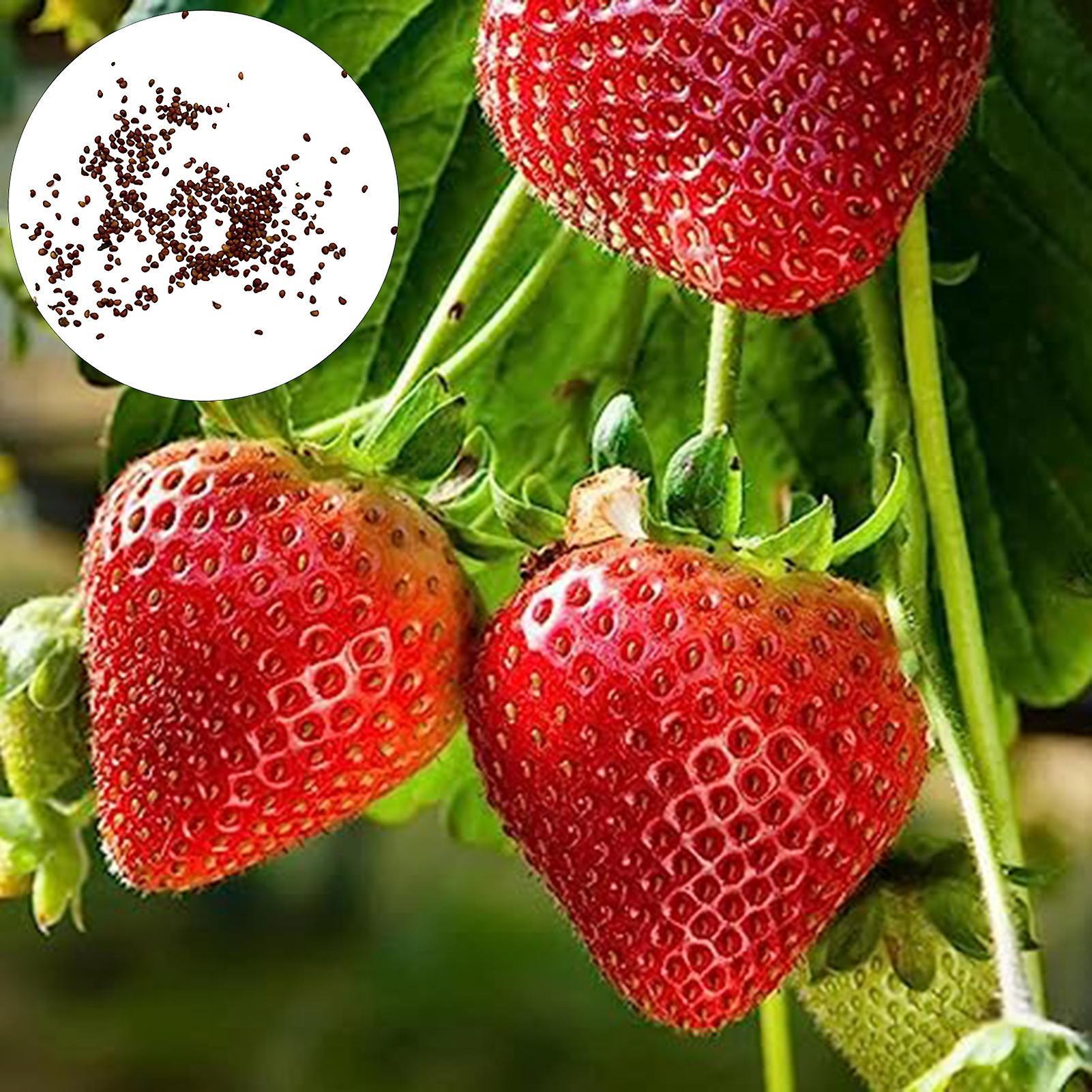 SIJIALI 1000Pcs Strawberry Seeds - Non-GMO Planting Red Strawberry Garden Fruit Seeds