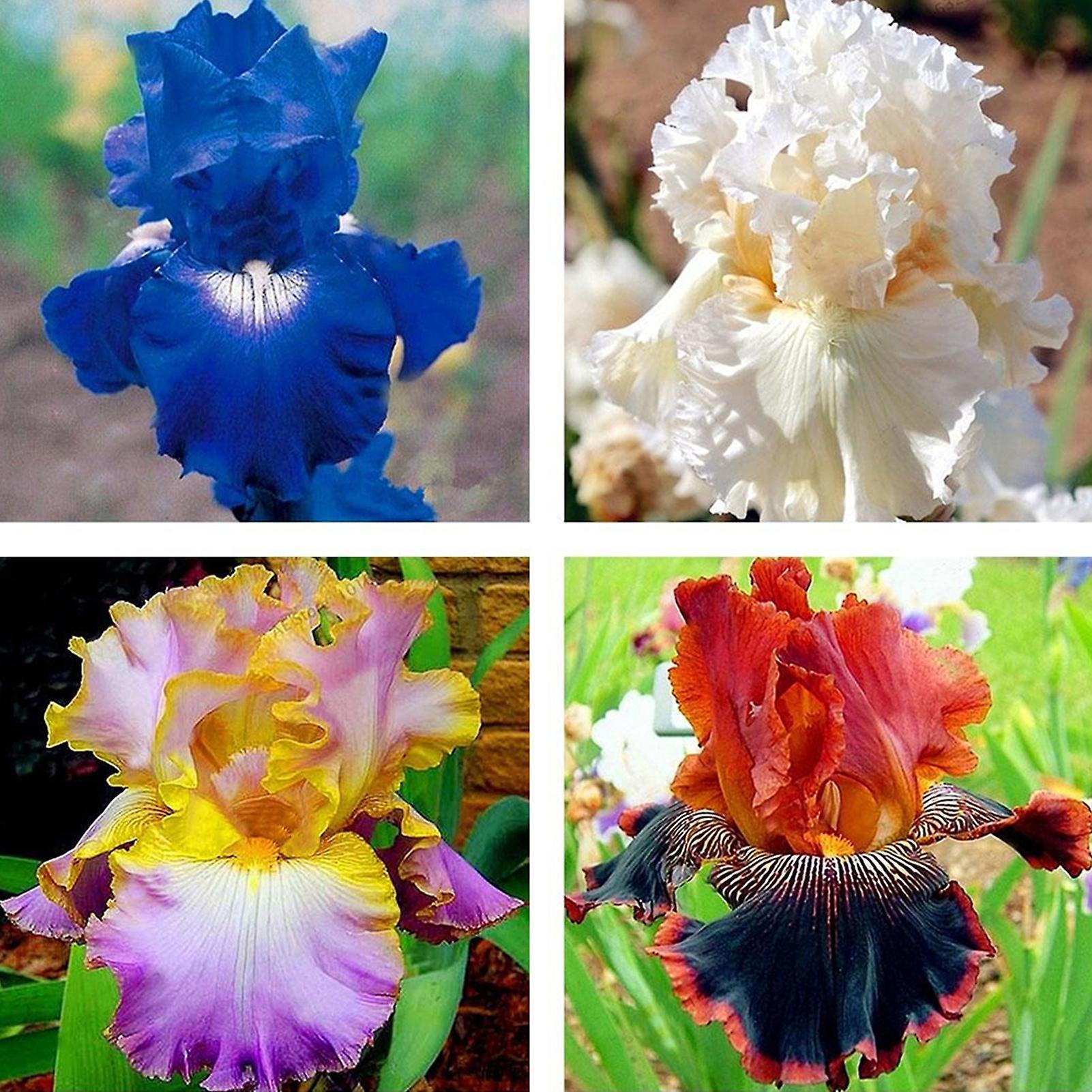 SIJIALI 50Pcs Iris Germanica Seeds - Viable Perennial Fresh Natural Flower Seeds for Balcony