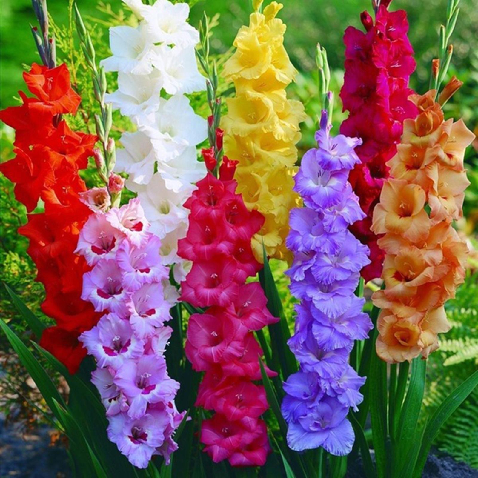 SIJIALI 1 Bag Gladiolus Seed Gorgeous Charming Gladiolus Aesthetic Flower Seed Home Decor Gladiolus Seeds