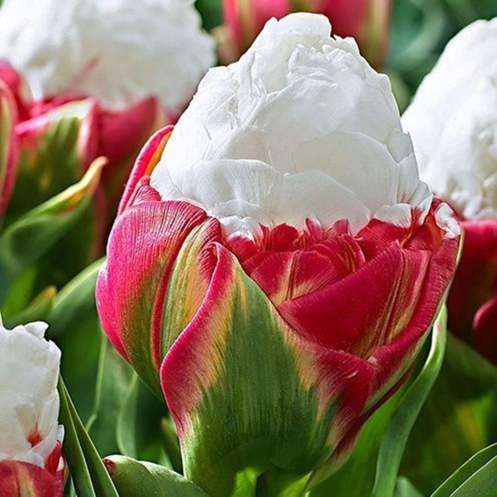 SIJIALI 100Pcs Tulip Seeds Perennial Flowering Potted Plants Dual-Color Rare Ice Cream Flower Seeds for Garden