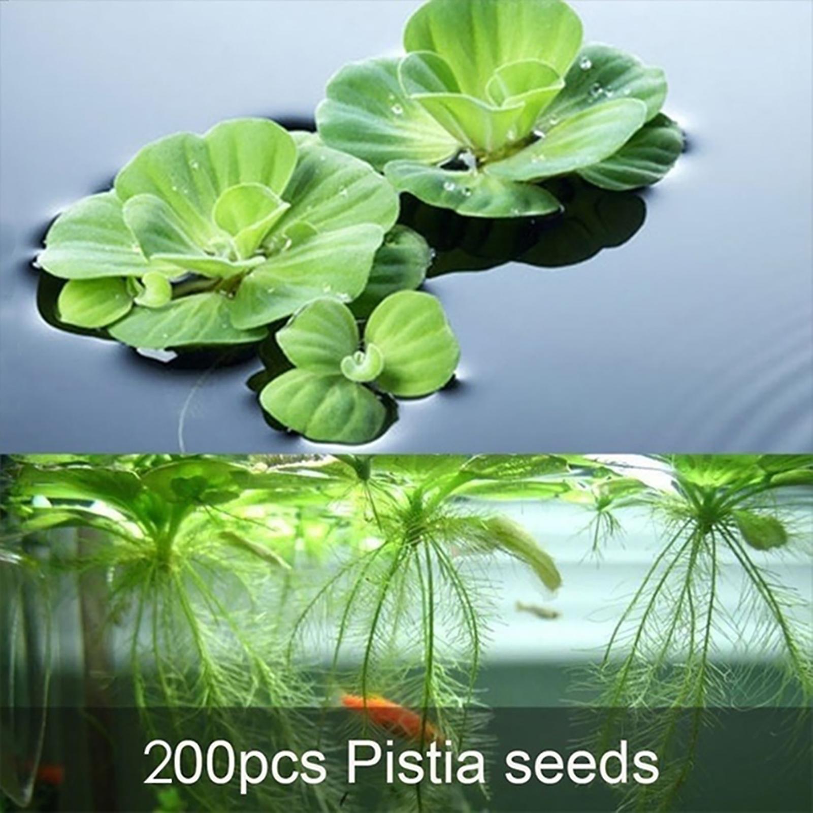 SIJIALI 200Pcs Pistia Stratiotes Seeds Aesthetic Flourishing Eye-catching Charming Flower Seeds for Park