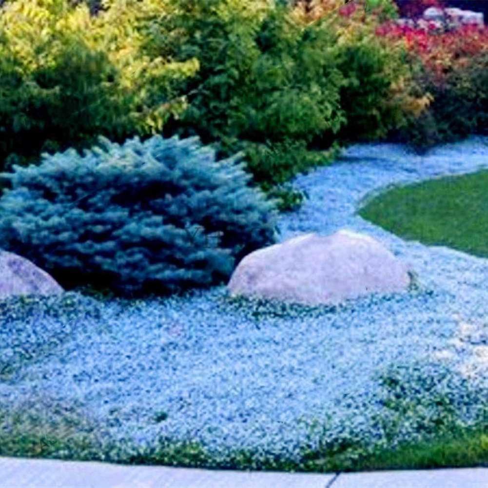 Auleset 300Pcs Garden Ground Cover Carpet Perennial Flower Plant Decor Rock Cress Seeds Light Blue