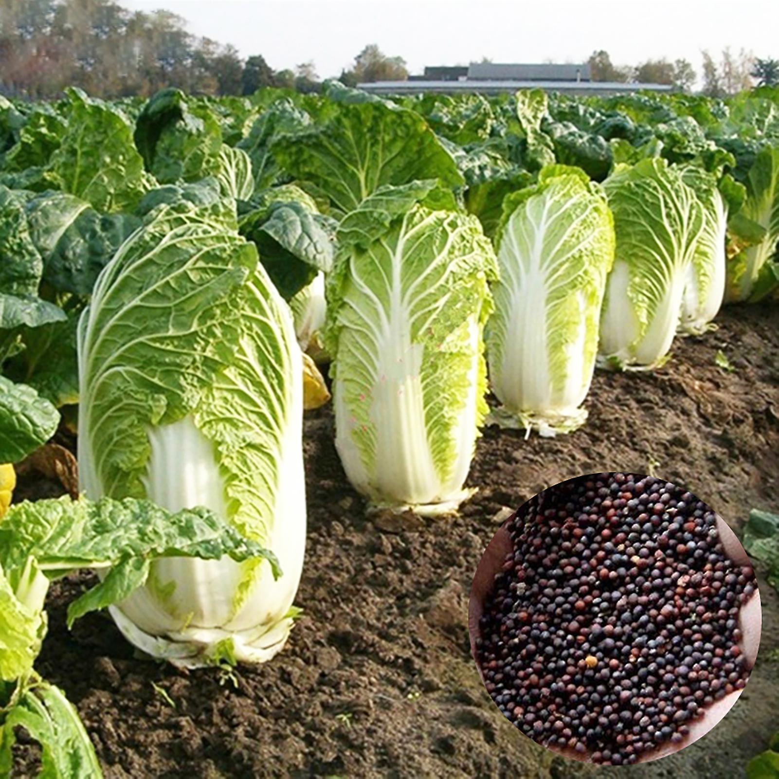 SIJIALI 1 Bag Chinese Cabbage Seeds Prolific Fast Core Wrapping Compact Bulb Nutritious Vegetable Seeds for Yard