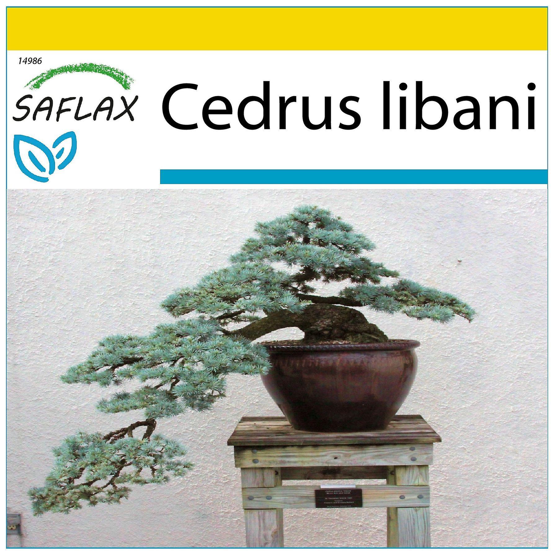 Saflax - Potting Set - 20 seeds - Bonsai - Lebanon Cedar - Cèdre du Liban - Cedro libanese - Cedro del Líbano - Libanon Zeder