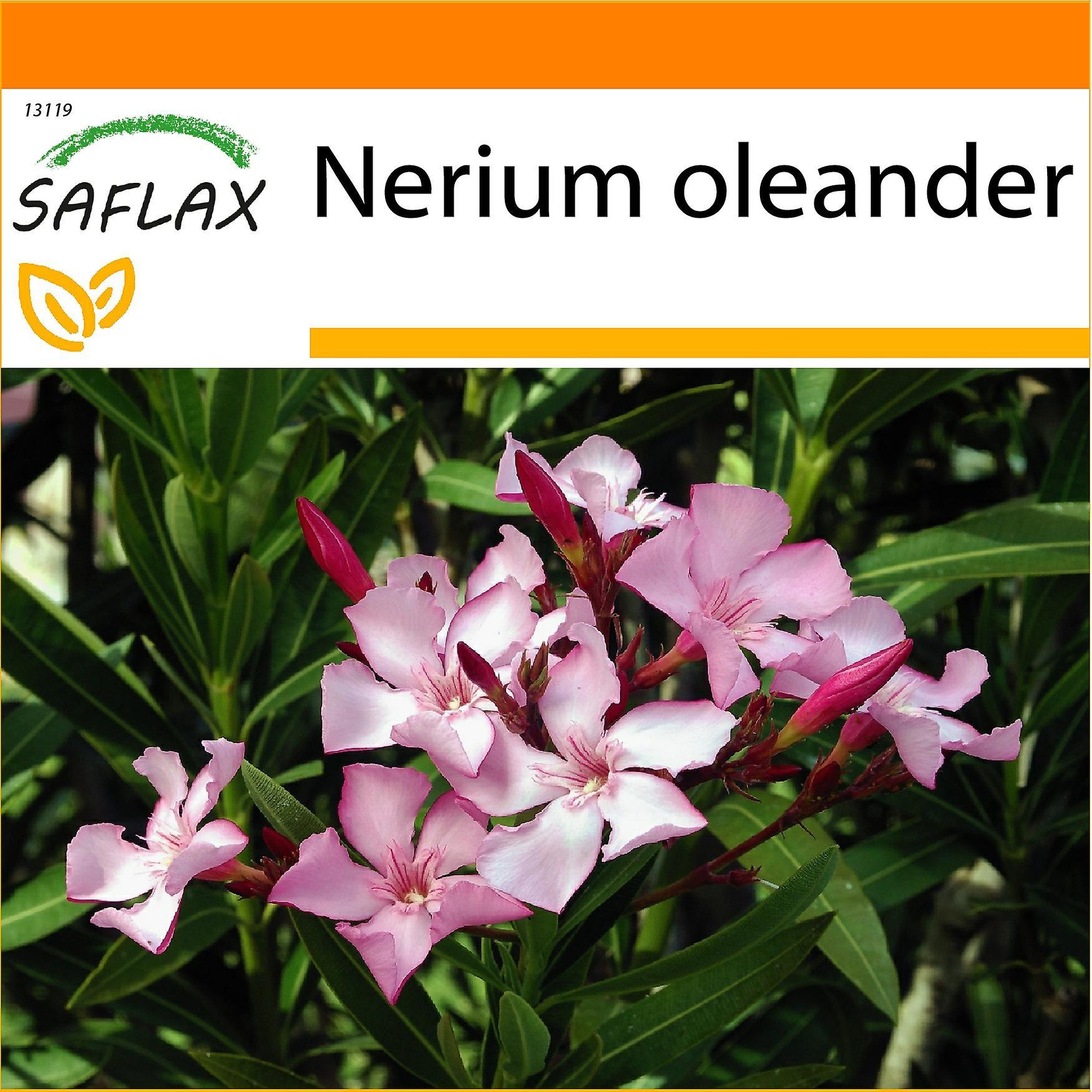 SAFLAX - Garden in the Bag - Oleander - 50 seeds - With substrate in a fitting stand up bag - Nerium oleander