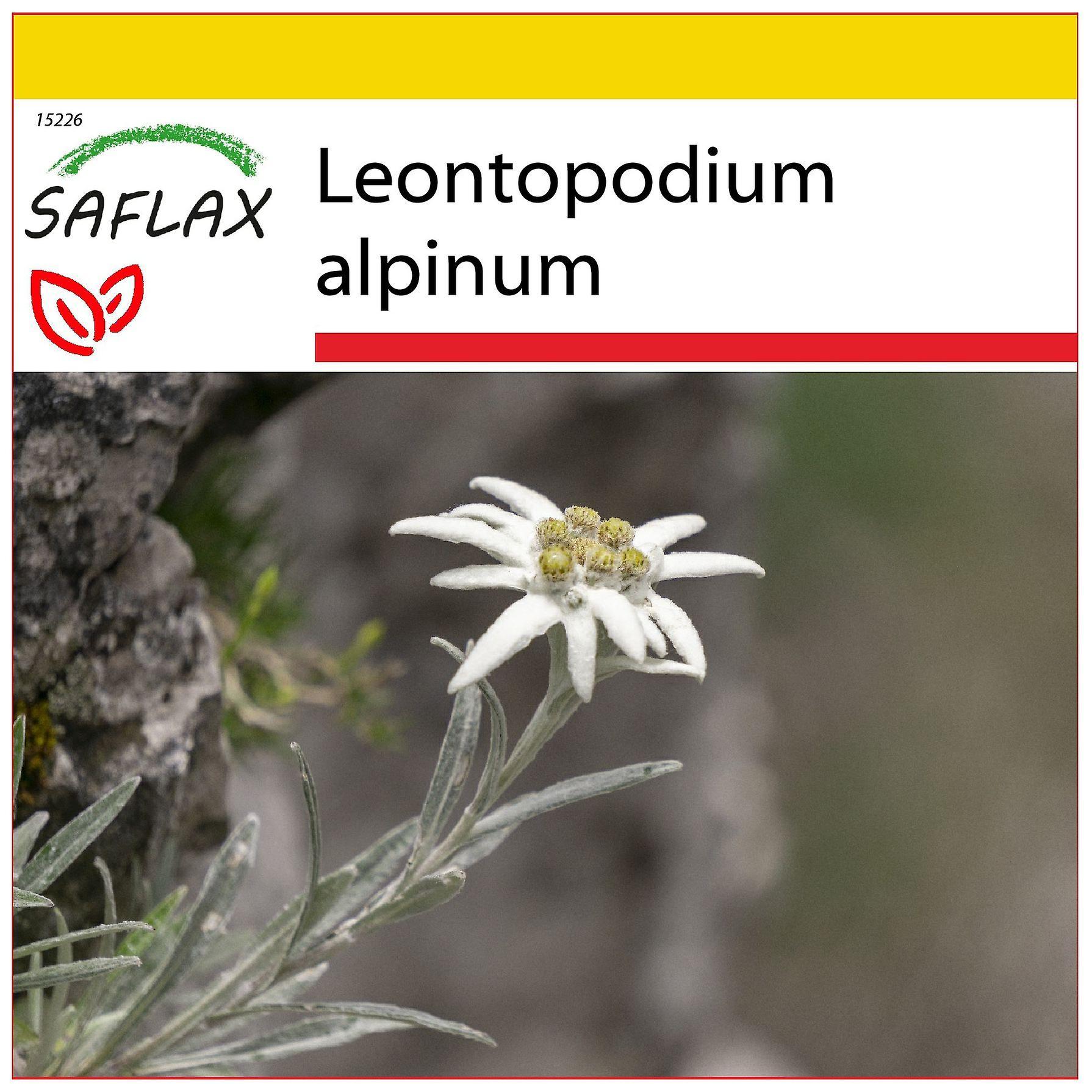 Saflax - Potting Set - 500 seeds - Edelweiss - L’edelweiss - Stella alpina - Edelweiss - Edelweiss