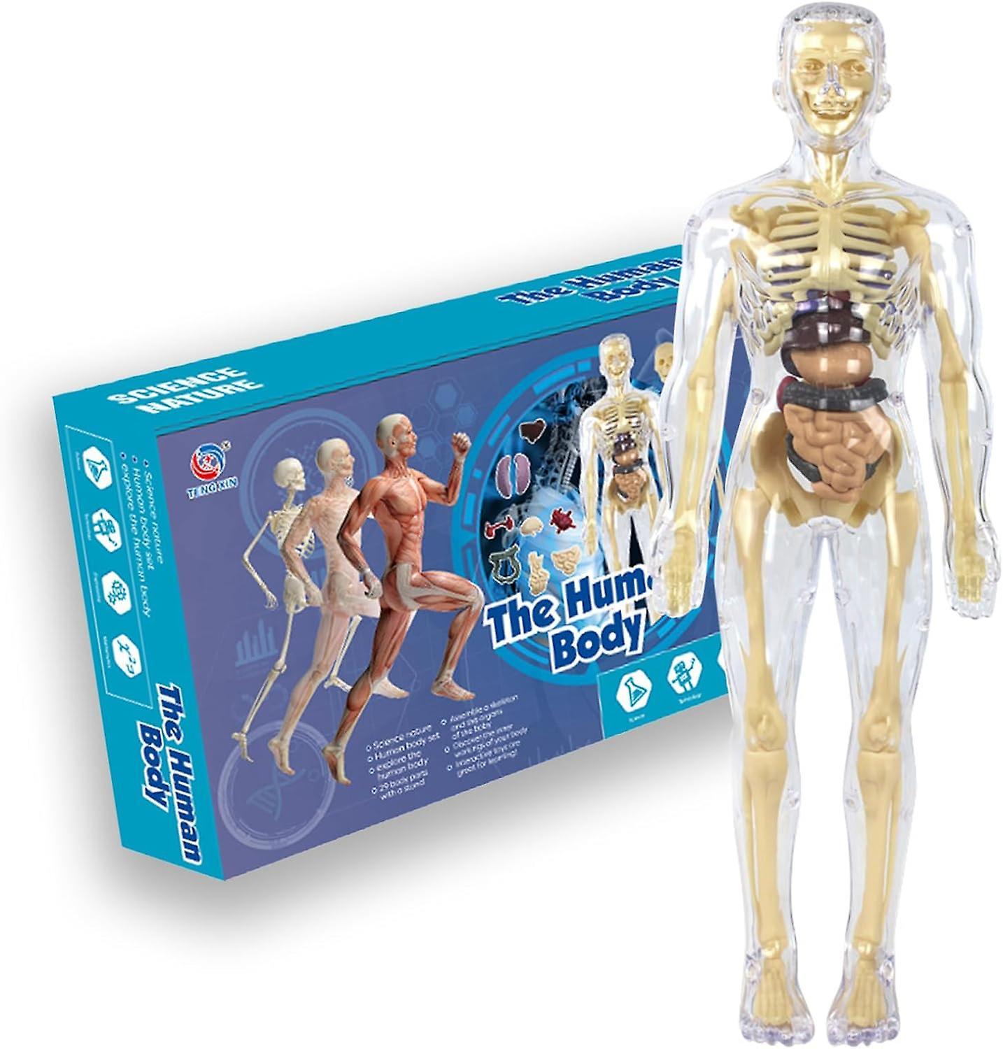 Frusde 3D Human Body Torso Model for Kid Anatomy Model Skeleton, Scientific Anatomical Human Skelton Model with Removable Parts Children Early Lear...