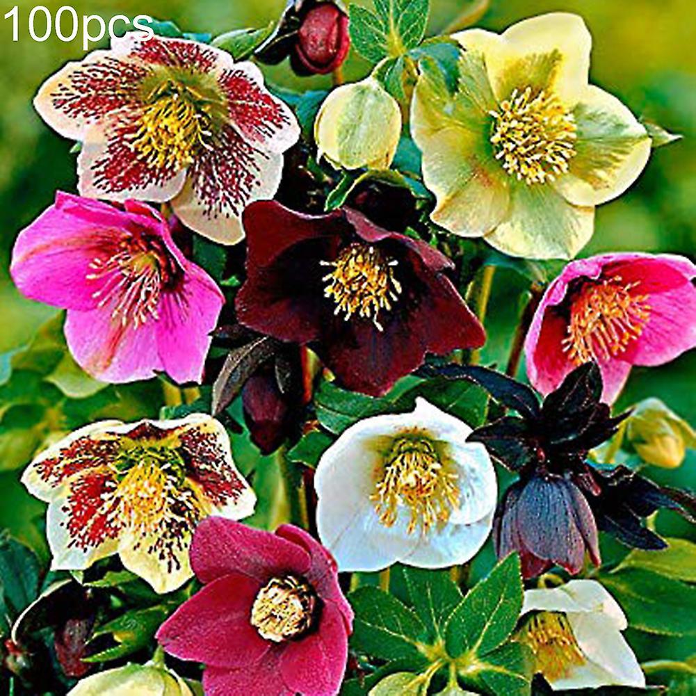 SIJIALI 100Pcs Helleborus Thibetanus Seeds Ornamental Flower Home Garden Bonsai Decor