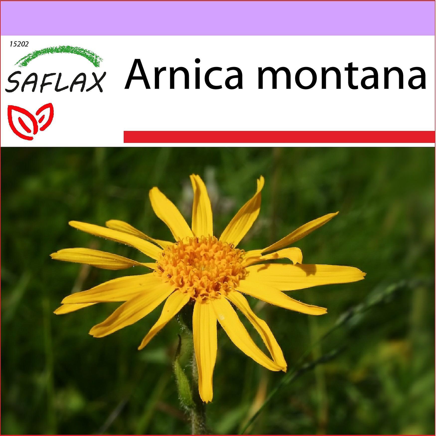 Saflax - 40 seeds - Mountain Arnica - Arnica des montagnes - Arnica - Árnica - Echte Arnica