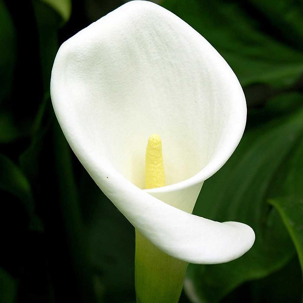 SIJIALI 100Pcs Zantedeschia Calla Lily Seeds Bonsai Potted Planting Garden Flowers Decor White