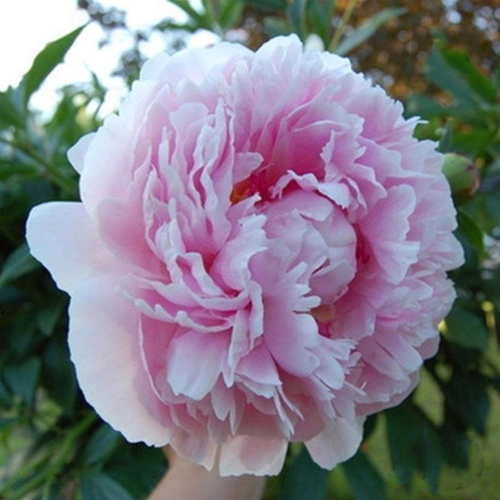 SIJIALI 20Pcs Peony Seeds Sweet Easy to Plant Mixed Color Paeonia Suffruticosa Flower Tree Plant Seeds for Home 1