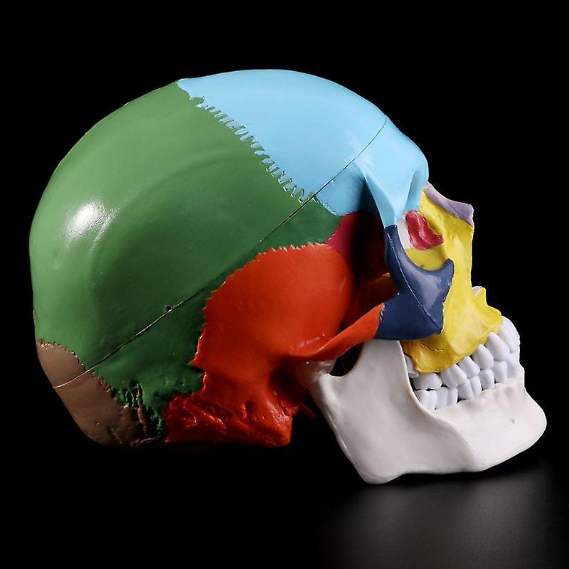 JoYoung Shop Life Size Colorful Human Skull Model Anatomical Anatomy Medical Teaching Skeleton Head Studying Teaching Supplies