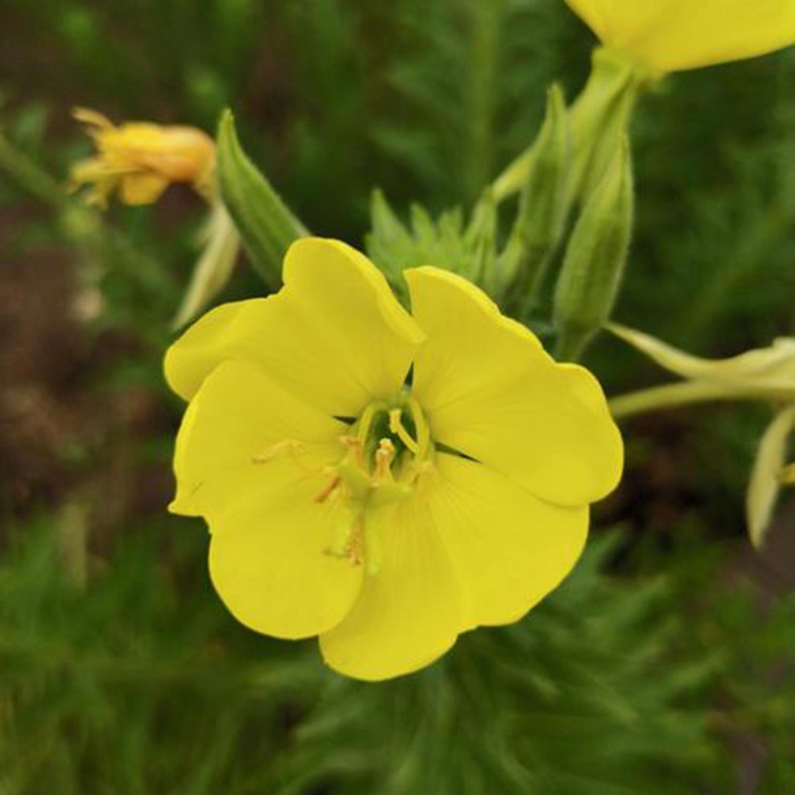 SIJIALI 300Pcs Flower Seeds Beautiful Easy to Plant Quick Germination Decorative Evening Primrose Seeds for Garden Yellow