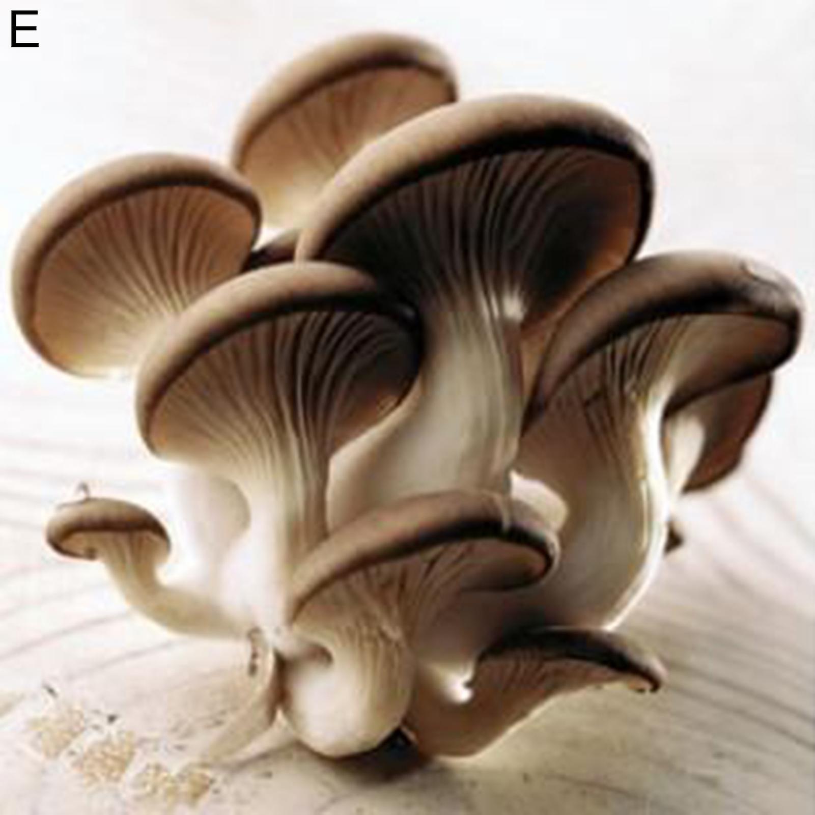 SIJIALI 100Pcs/Set Oyster Mushroom Seeds Natural Low In Fat Edible Annual Seeds for Yard E