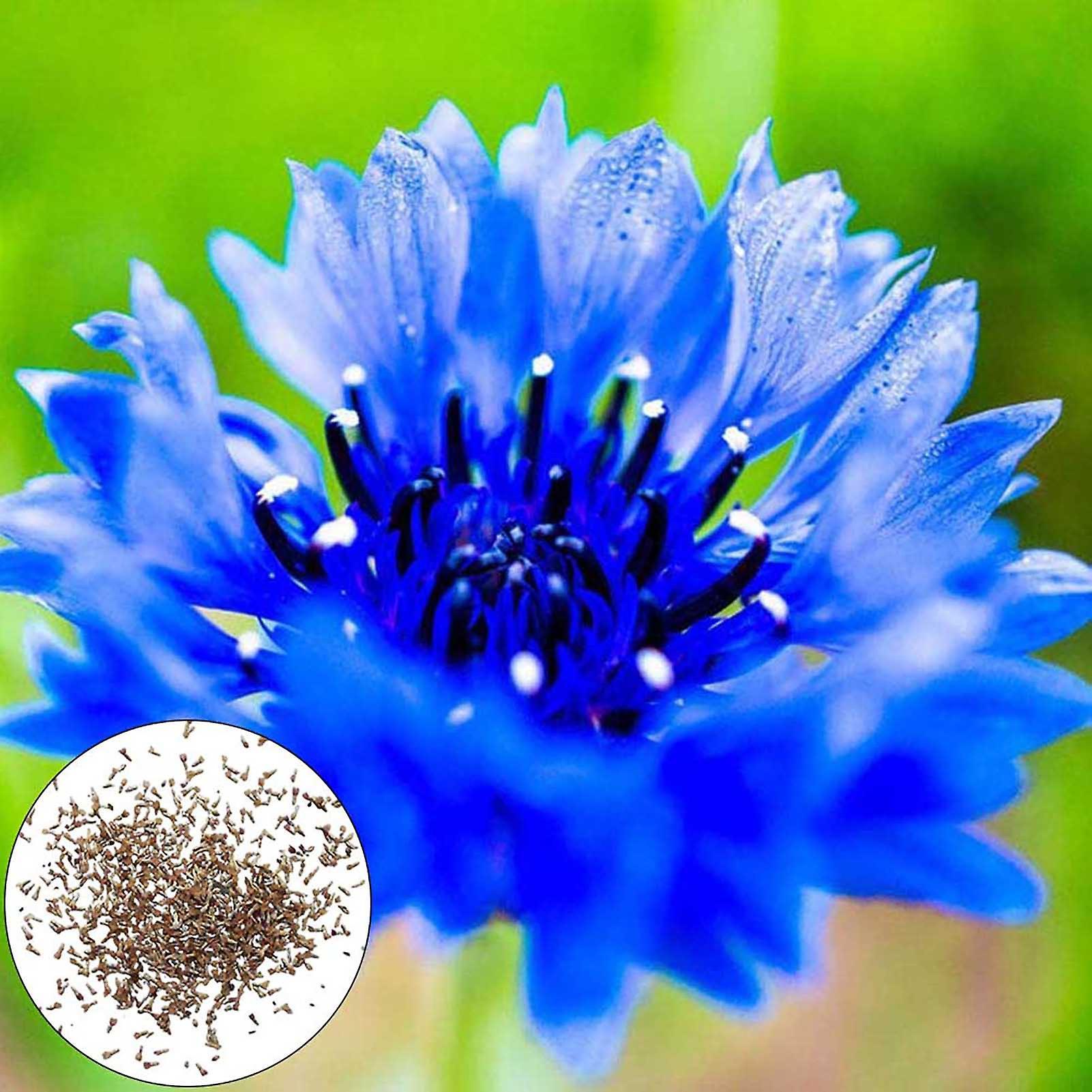 SIJIALI 600Pcs Cornflower Seeds Full of Vitality Blue Blooming Gardening Gift Plant Seeds for Garden