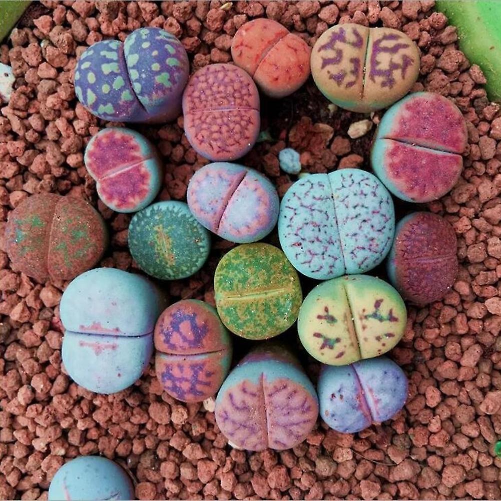 SIJIALI 100Pcs Mixed Lithops Seeds Living Stones Succulent Plant Bonsai Garden Decor