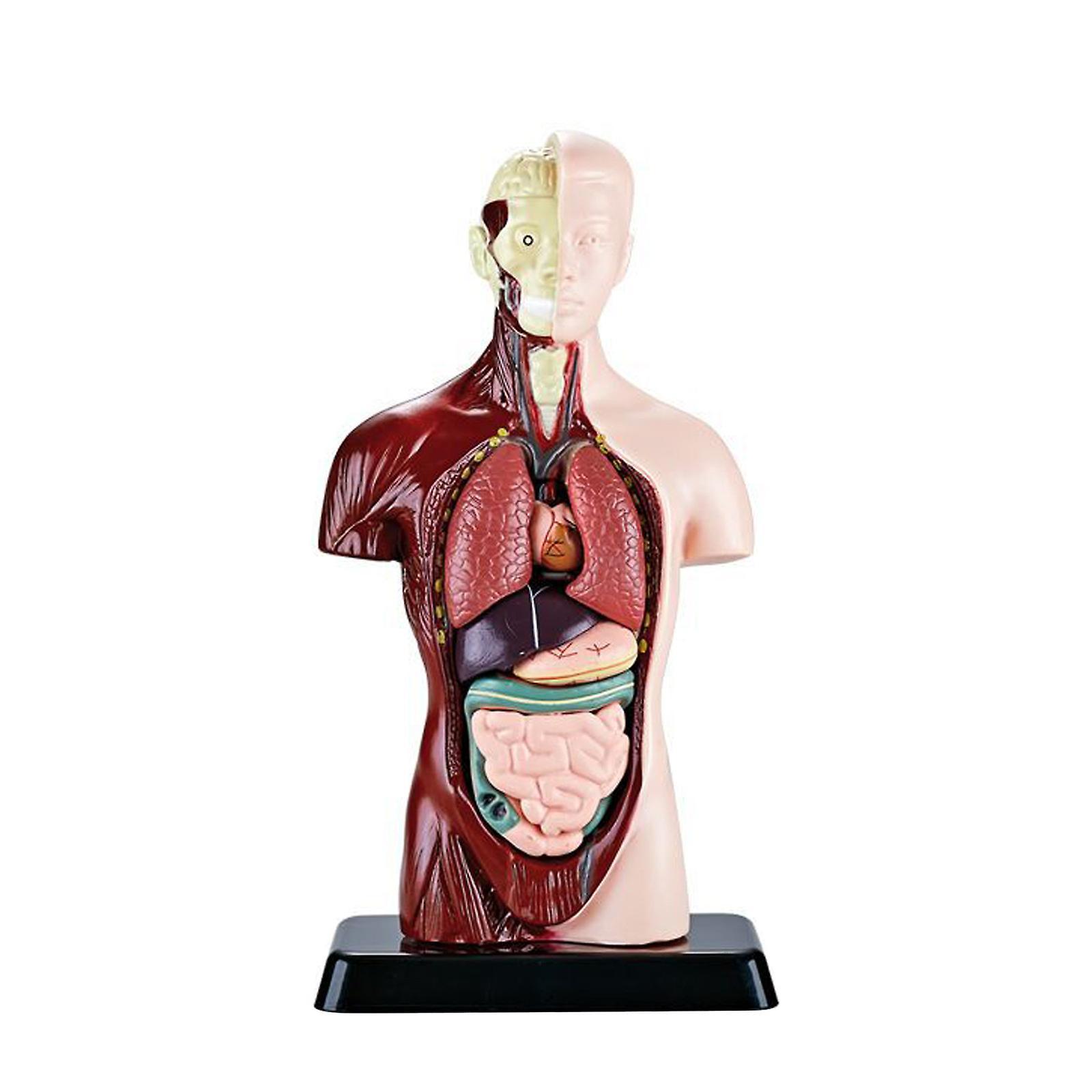 unbrand New Human Torso Body Model Anatomy Anatomical Internal Organs For Teaching Early Education Human Toy Brown