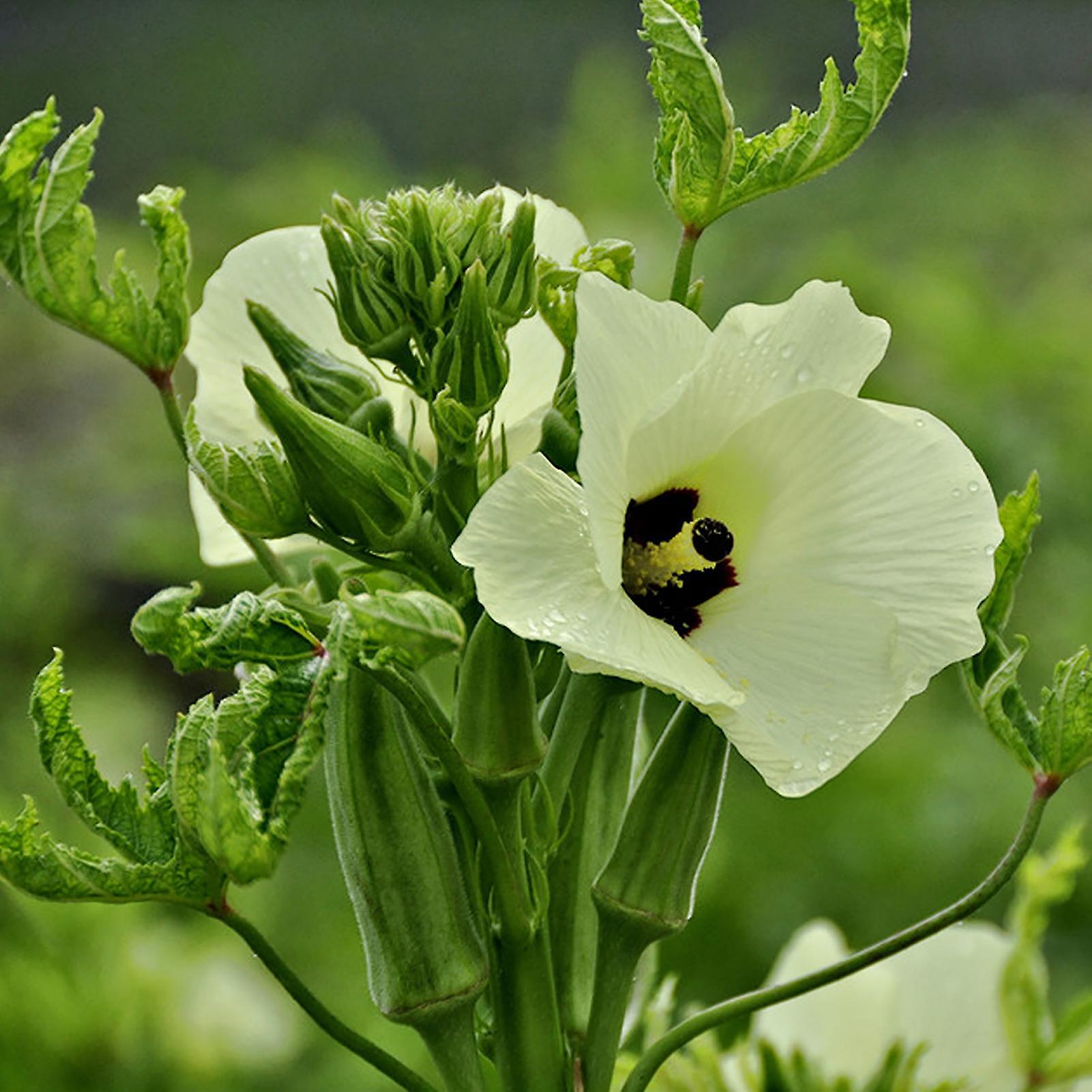 SIJIALI 1 Bag Okra Seeds Natural Fresh Seed Nutritious Gumbo Seeds for Garden