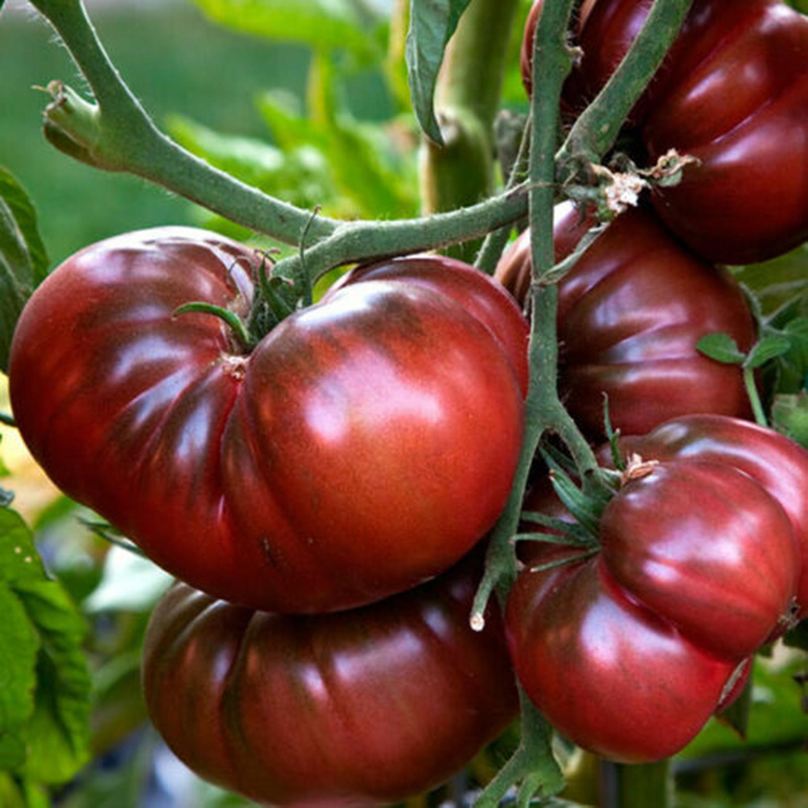 SIJIALI 50Pcs Tomato Seeds Annual Beautiful Black Easy to Grow Vegetable Seeds for Planting Black Purple Rare Tomato Seeds