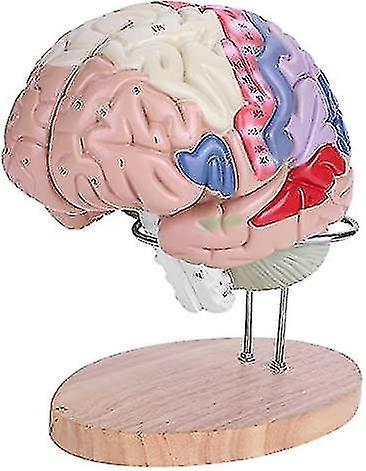 ffzzbg Medical Brain Model More Quickly Identify Anatomical Brain Model Home School For Medical Kids