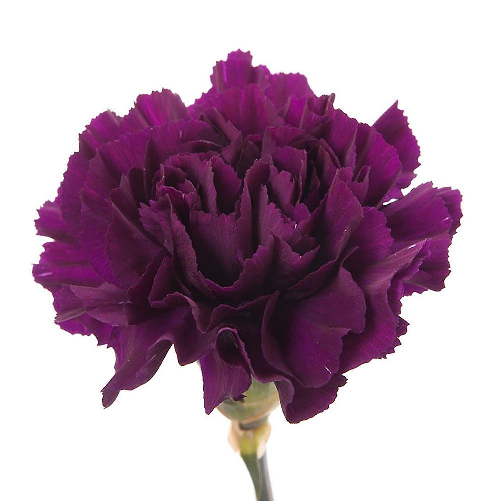 SIJIALI 100Pcs Purple Carnation Dianthus Caryophyllus Flower Seeds Home Garden Decor