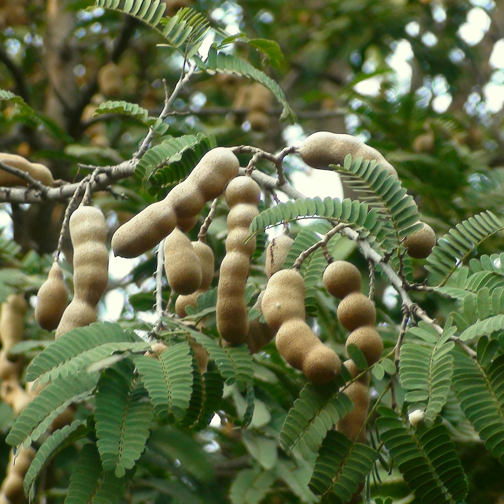 SIJIALI 10Pcs Tamarind Seeds Premium Sweet Prolific Excellent Producing Fruit Seeds for Home Seed