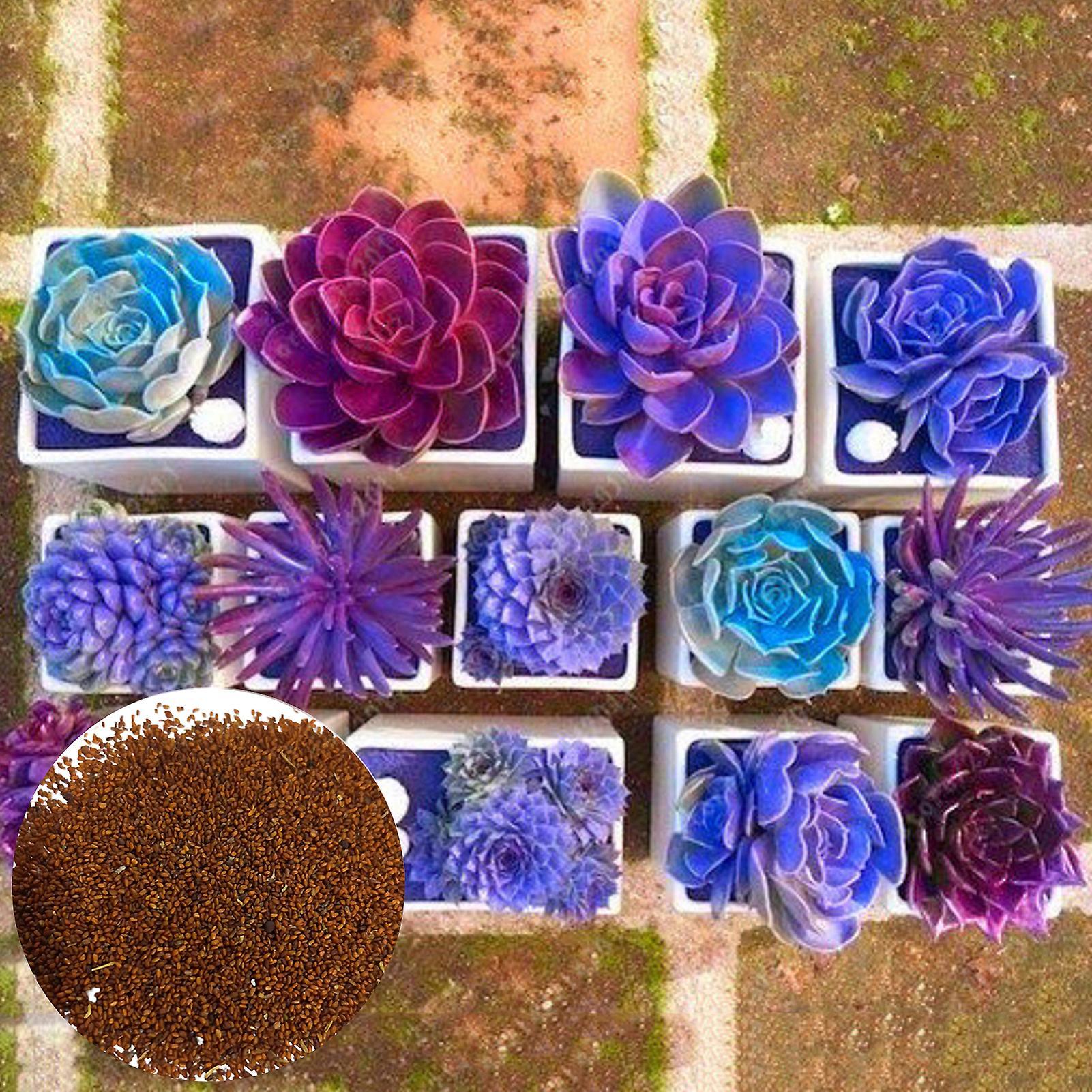 SIJIALI 200Pcs Succulent Seeds for Easy and Decorative Planting