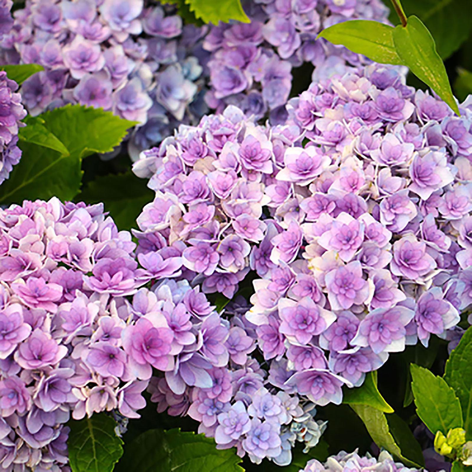 SIJIALI 1 Bag Hydrangea Seeds Natural Rare Small Snowball Enormous Spherical Flower Seeds for Garden Light Purple