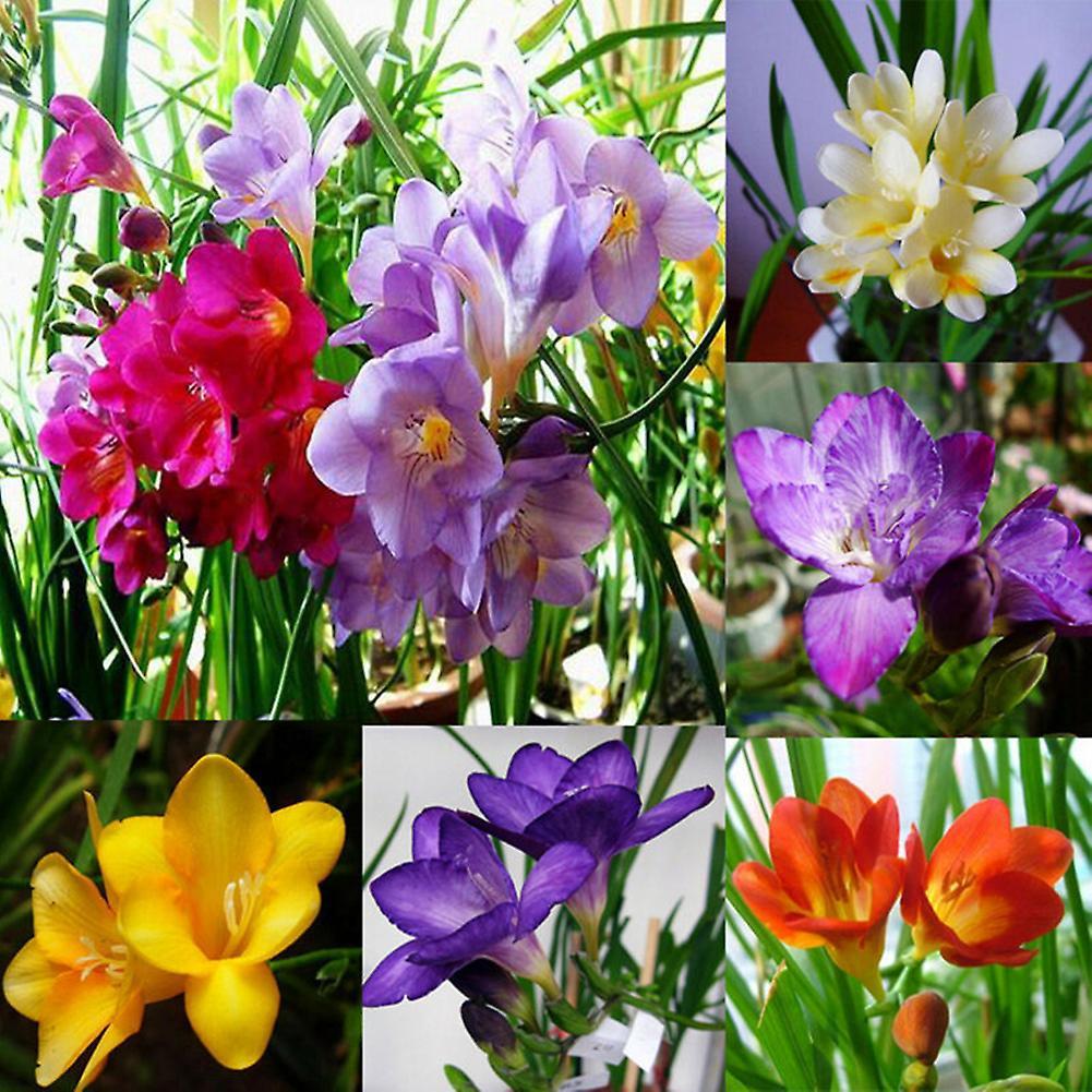 SIJIALI 100Pcs Freesia Bulbs Seeds Perfume Flower Perennial Plant Home Garden Decor Freesia Seeds