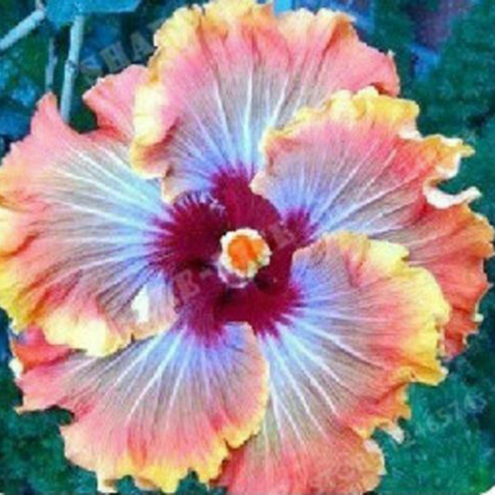 SIJIALI 50Pcs Hibiscus Seeds Tropical Flower Home Decor Perennial Potted Bonsai Plant Seeds for Garden