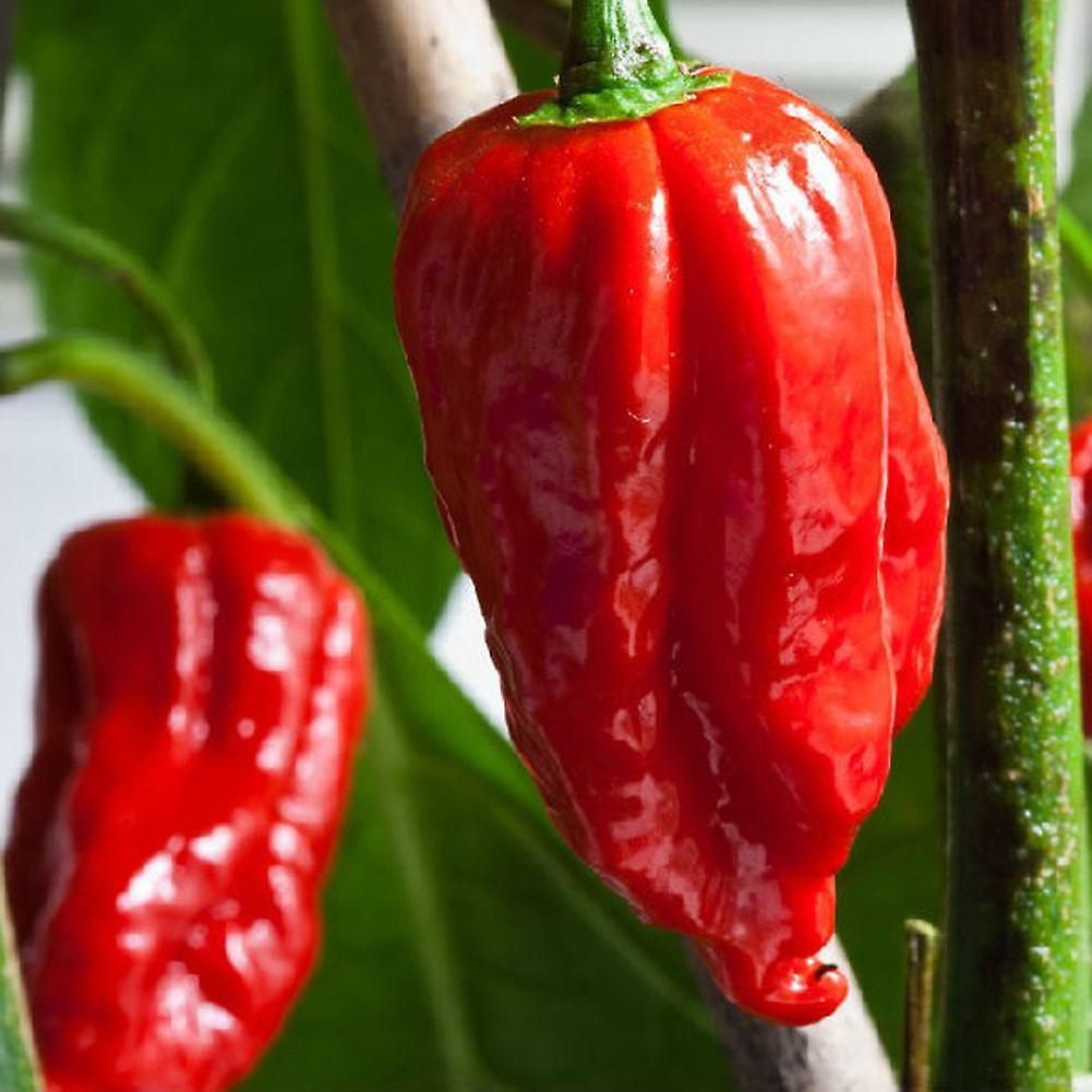 SIJIALI 100Pcs Rare Carolina Reaper Chilli Pepper Vegetable Seeds Garden Decor Gift