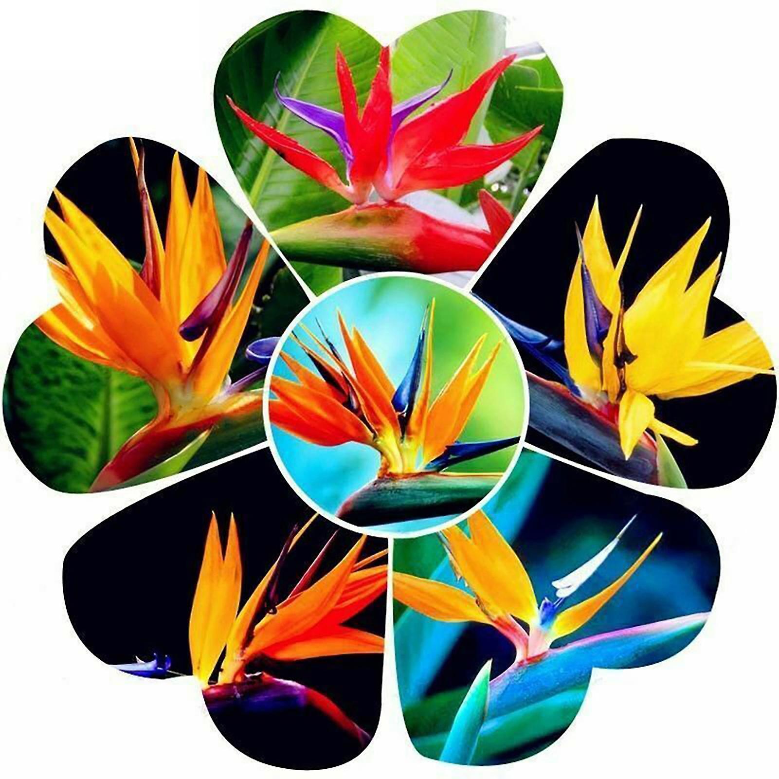 SIJIALI 100Pcs Strelitzia Seeds Nice-looking DIY Mix Color Reginae Potted Plant Flowers Seeds for Home Bird of Paradise Seed