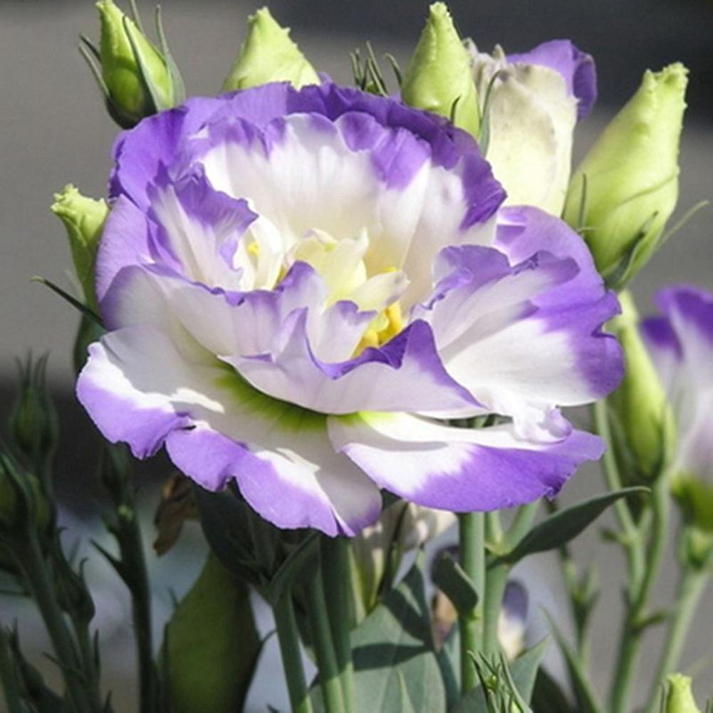 Auleset 50Pcs Garden Balcony Plant Eustoma Flower Lisianthus Seeds Home Plant Ornament 12