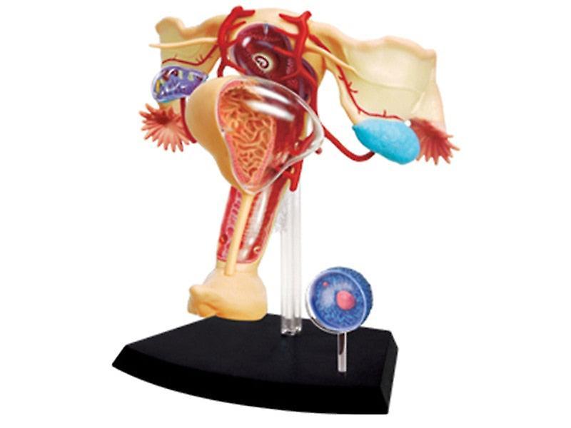 Scale Models 19 Parts 4d female reproductive system master puzzle assembling toy human body organ anatomical model medical teaching model