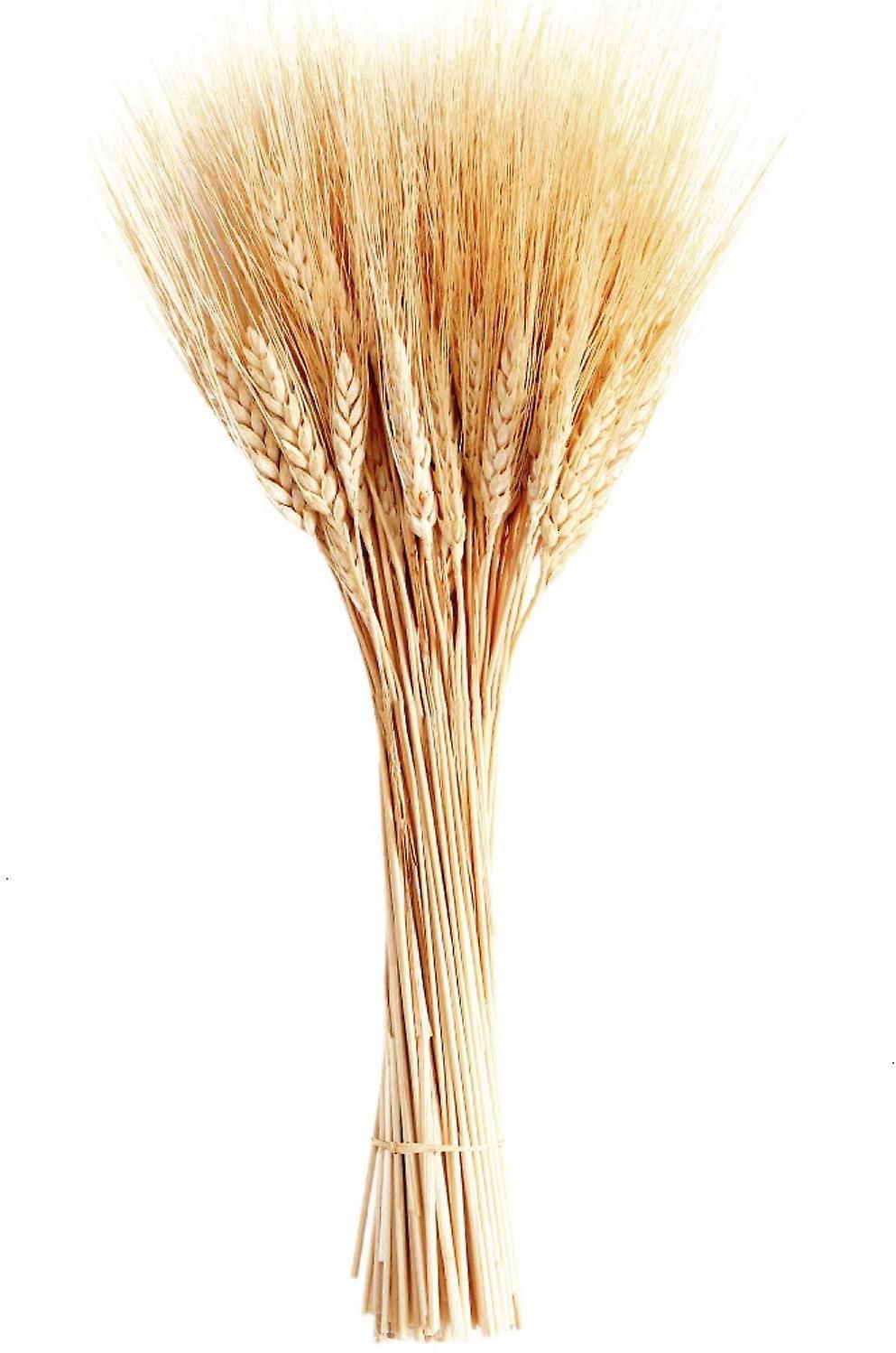 Nss Dried Wheat Stalks, 100 Stems Wheat Sheaves (20 Inches)