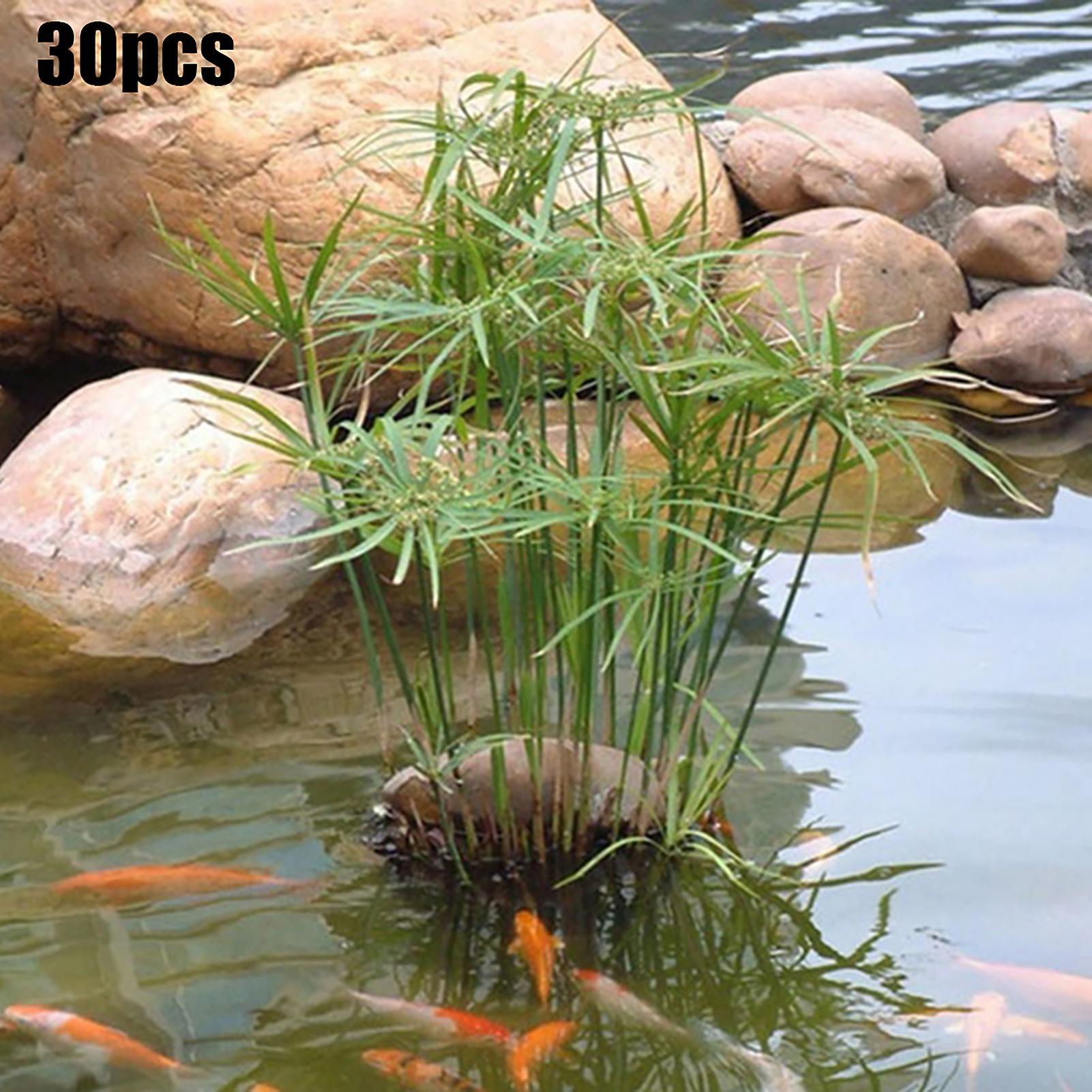 Auleset 30Pcs/Bag Cyperus Alternifolius Seeds Natural Prolific Bonsai Design Well-adapted Garden Seedlings for Balcony