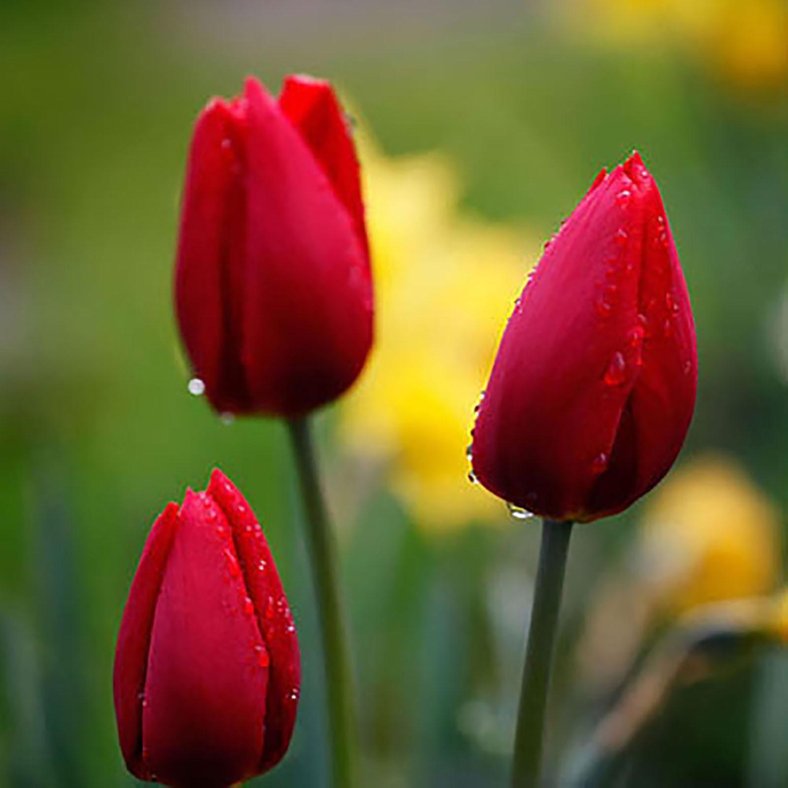 SIJIALI 50Pcs Tulip Seed Natural Eye-catching Fragrant Multipurpose Bonsai Seed for Balcony Red Rare Tulip Seeds