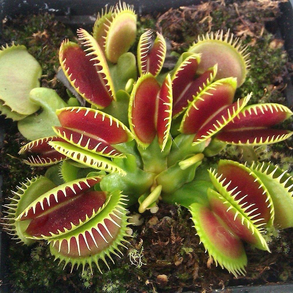 SIJIALI 150Pcs Flytrap Seeds Giant Clip Dionaea Potted Bonsai Carnivorous Plant