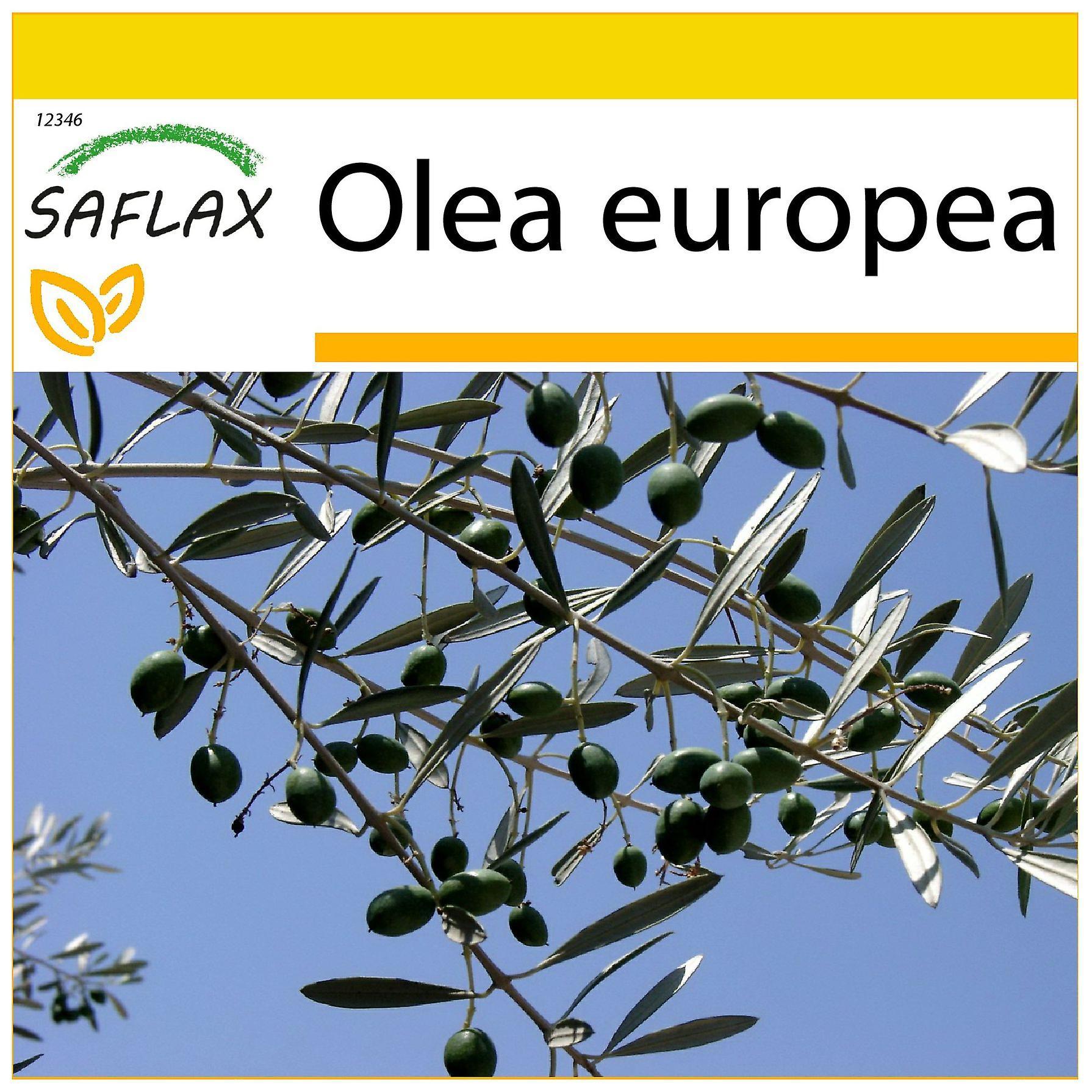 Saflax - Potting Set - 20 seeds - Common Olive - Olivier - Olivo - Olivo - Ölbaum