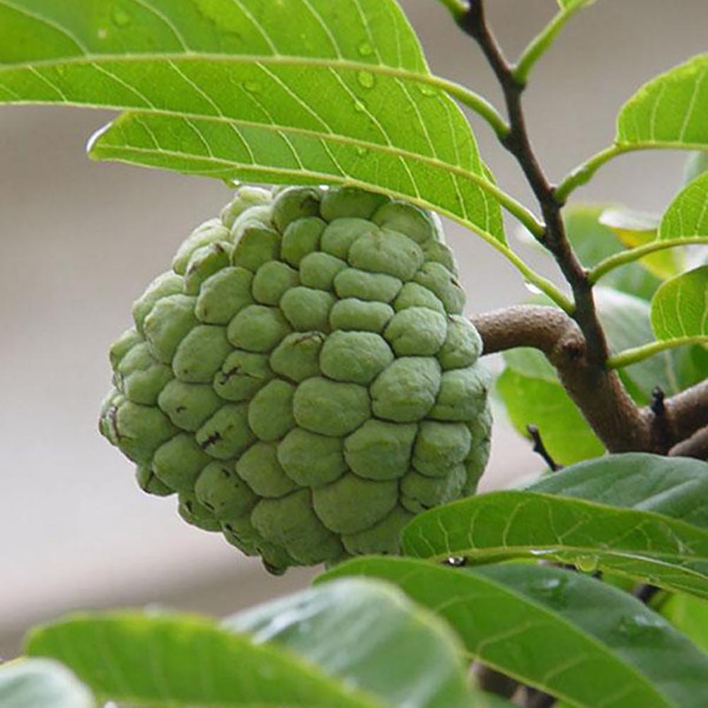 SIJIALI 20Pc Green Soursop Seeds Annona Muricata Seeds Tropical Fruit Garden Plant Seeds