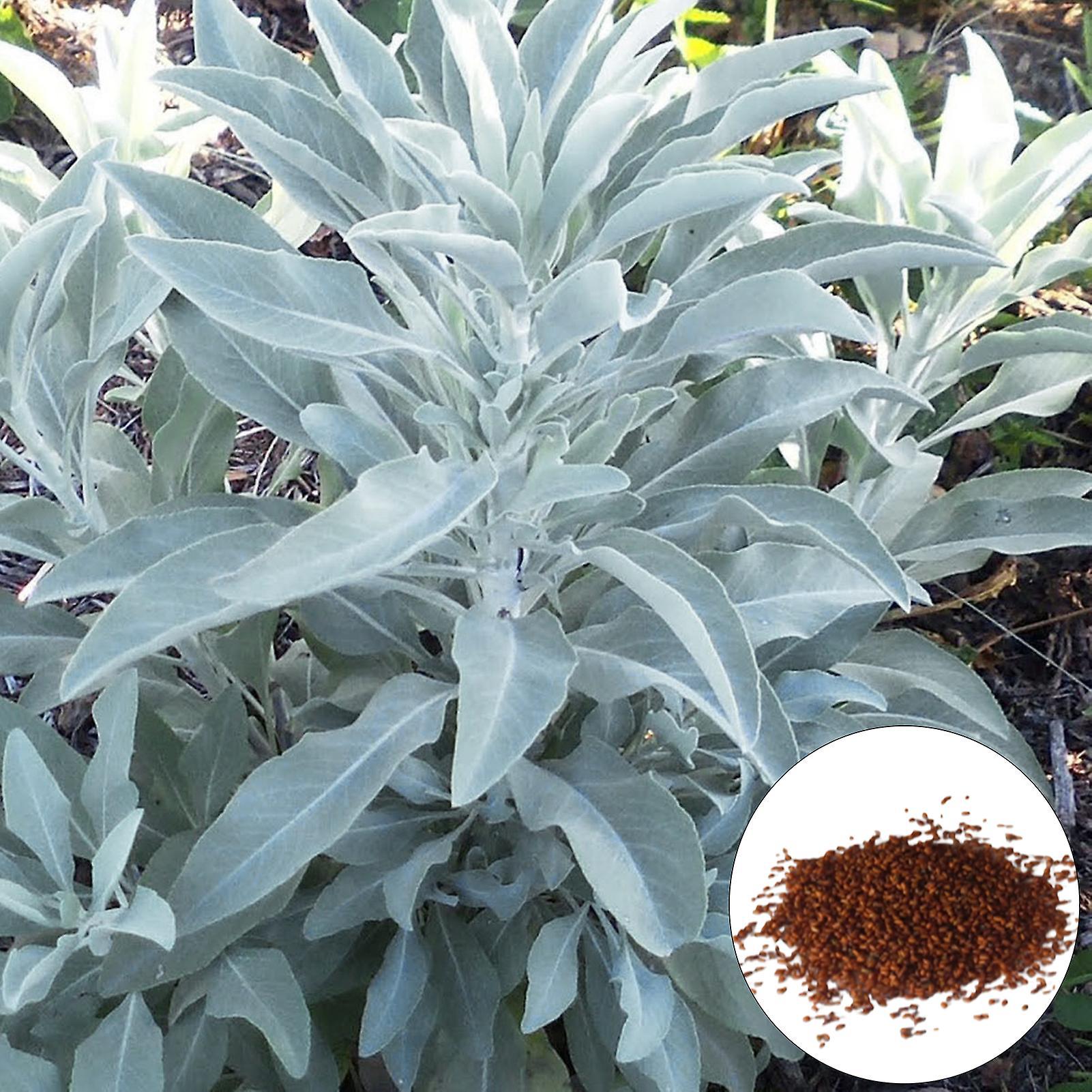 SIJIALI 100Pcs White Sage Seeds - Open Pollinated Non-GMO High Germination Herb Garden Seeds