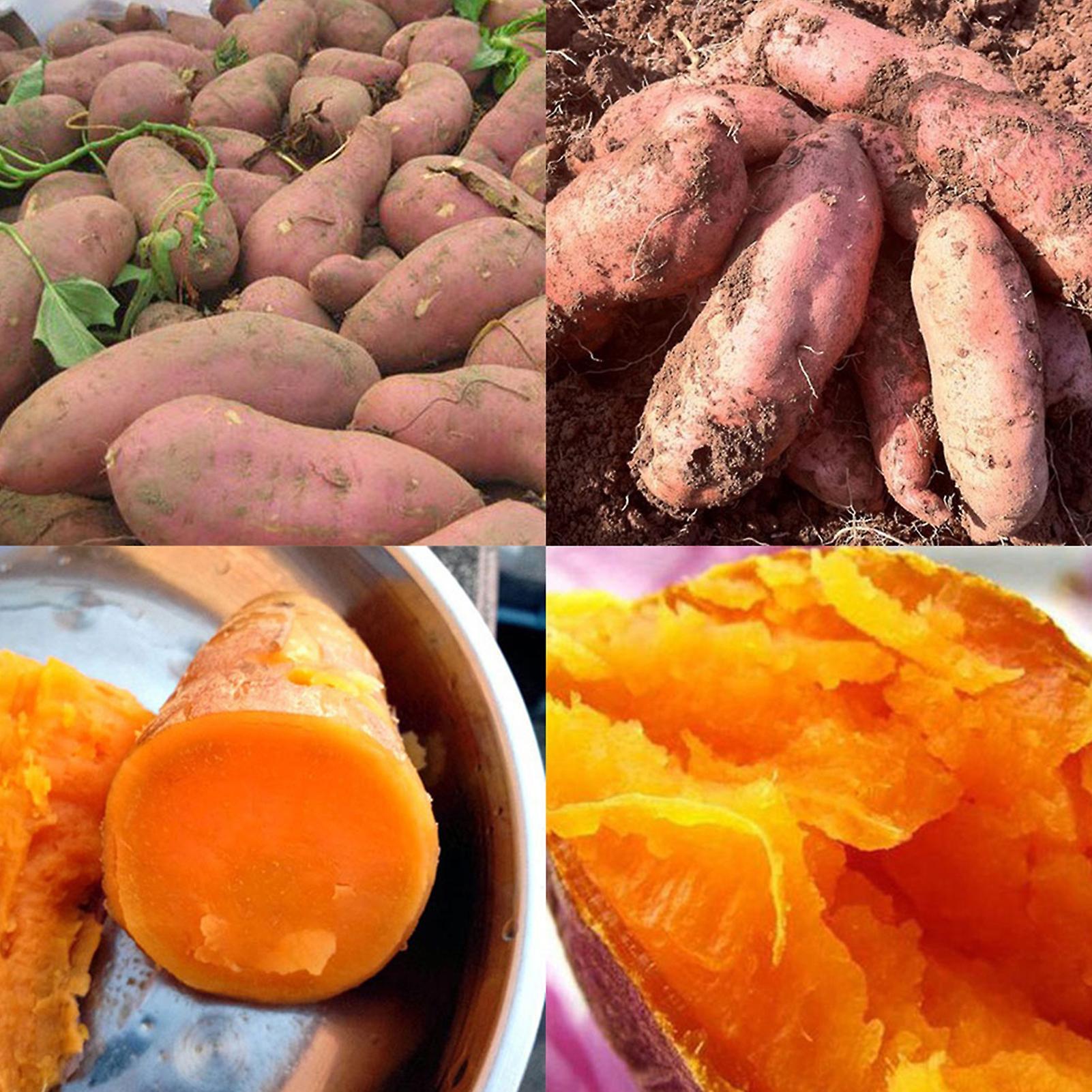 Auleset 50Pcs/Bag Sweet Potato Seeds Strong Survivability Refreshing Purple Potato Easy Cultivating Vegetable Seeds for Garden