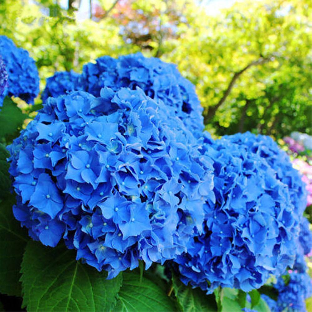 SIJIALI 50Pcs Blue Hydrangea Flower Seeds Garden Yard Plants Bonsai Potted Rare Seeds