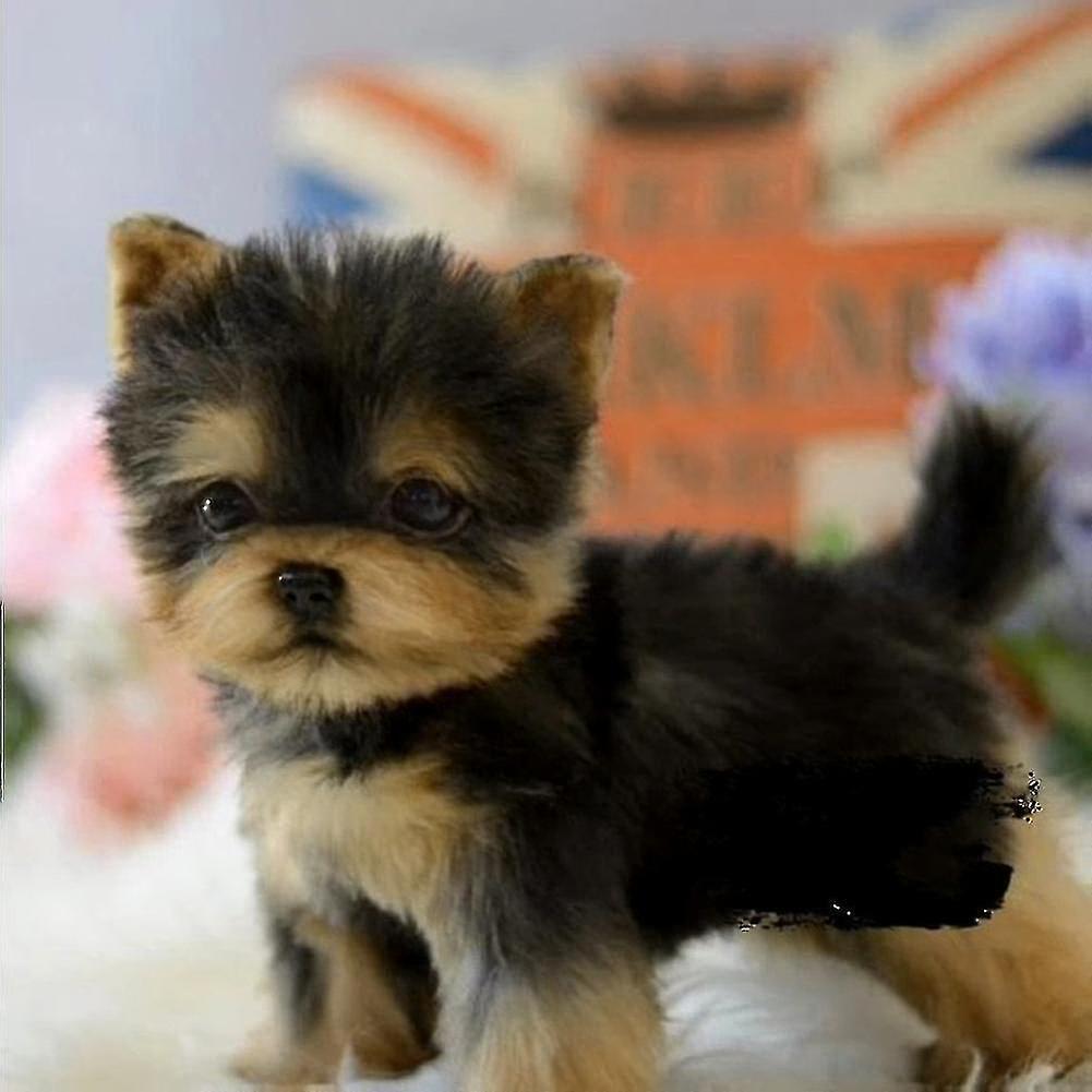 Guangzhou Yunlan Trading Co., Realistic Yorkie Dog   Toy Dog Puppy Lifelike Stuffed Companion Toy Pet Dog Handcrafted