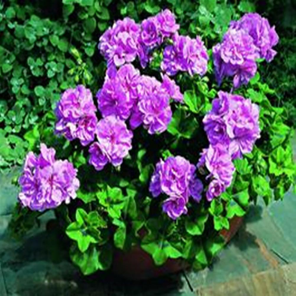 Auleset 100Pcs Pelargonium Seeds Geranium Flower Garden Balcony Bonsai Pot Plant Decor Purple Geranium Seeds